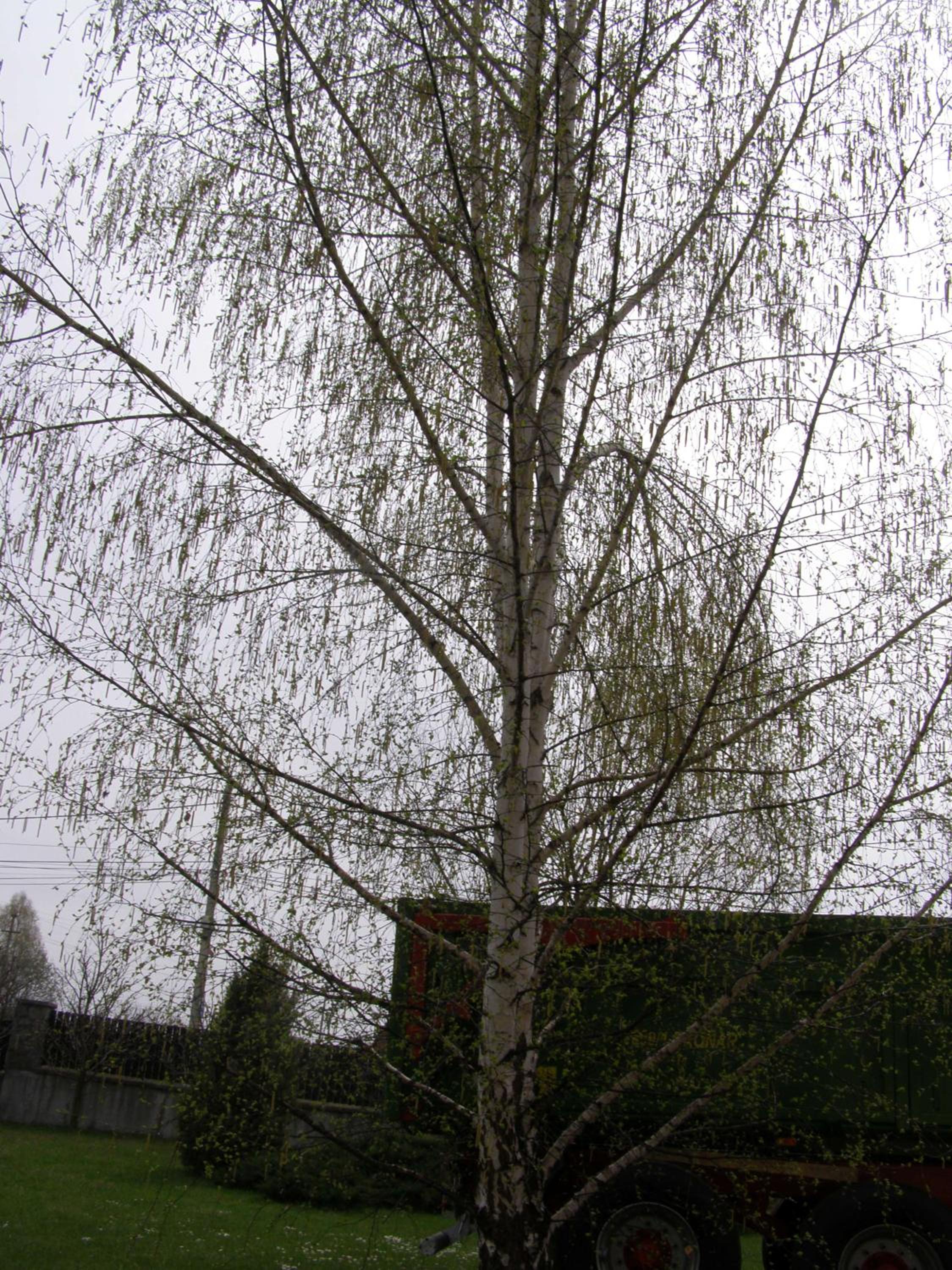 Photo 115