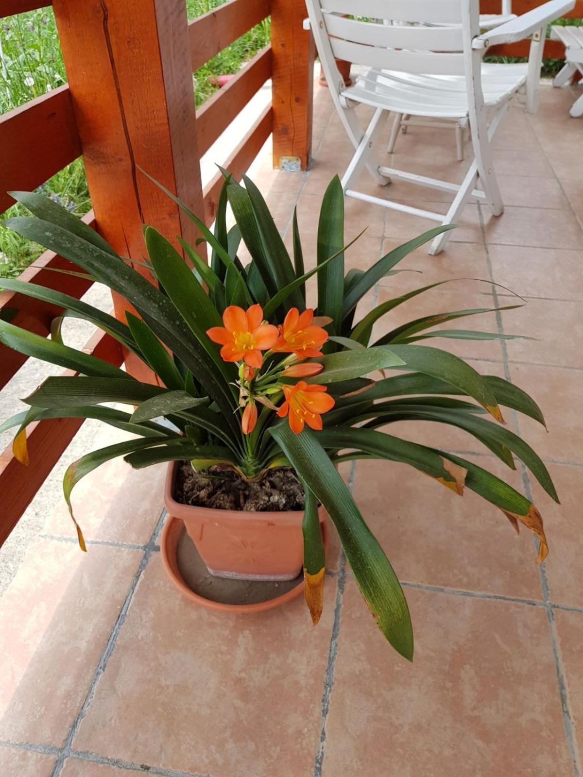 Photo 43