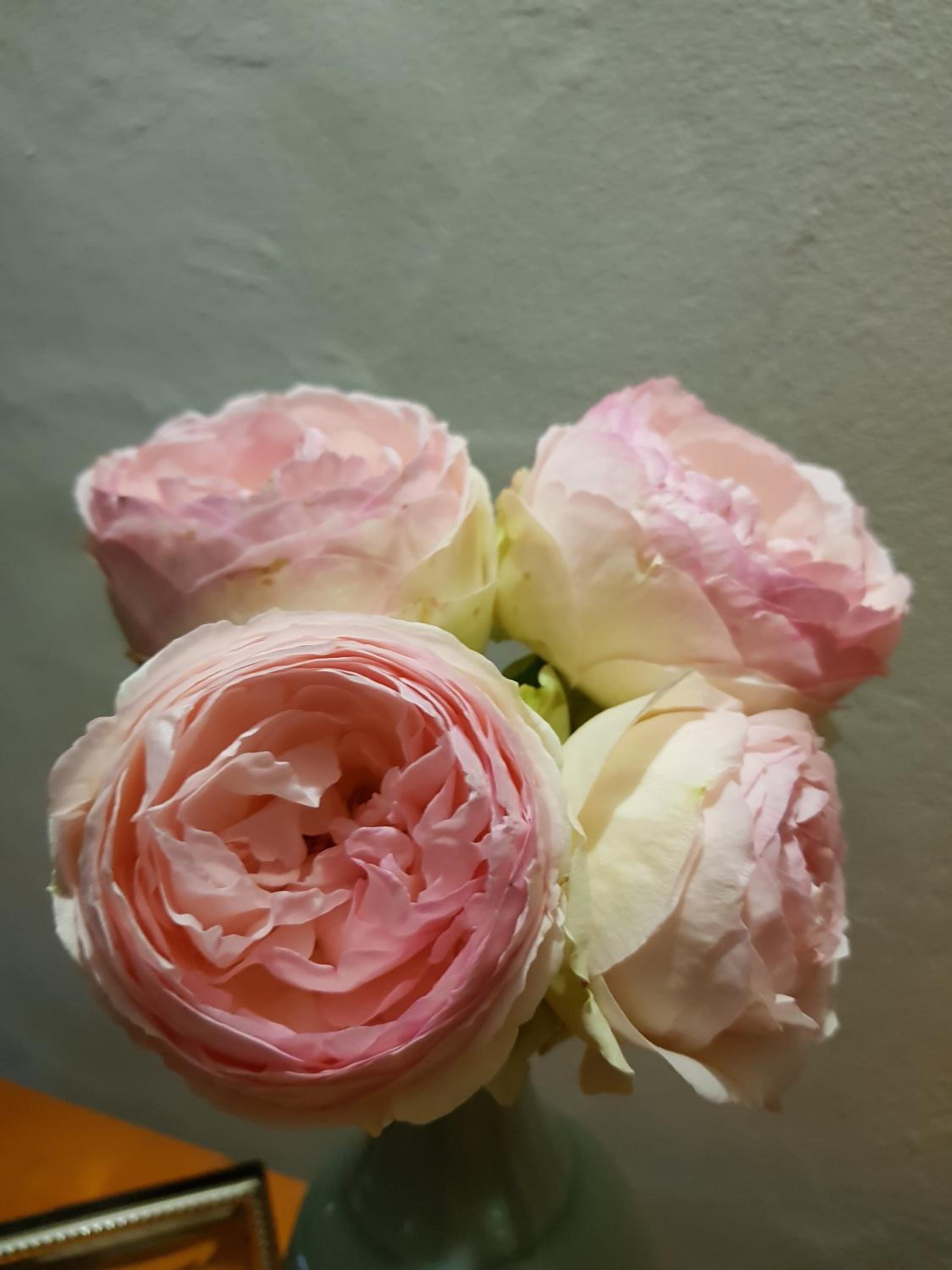 Photo 44