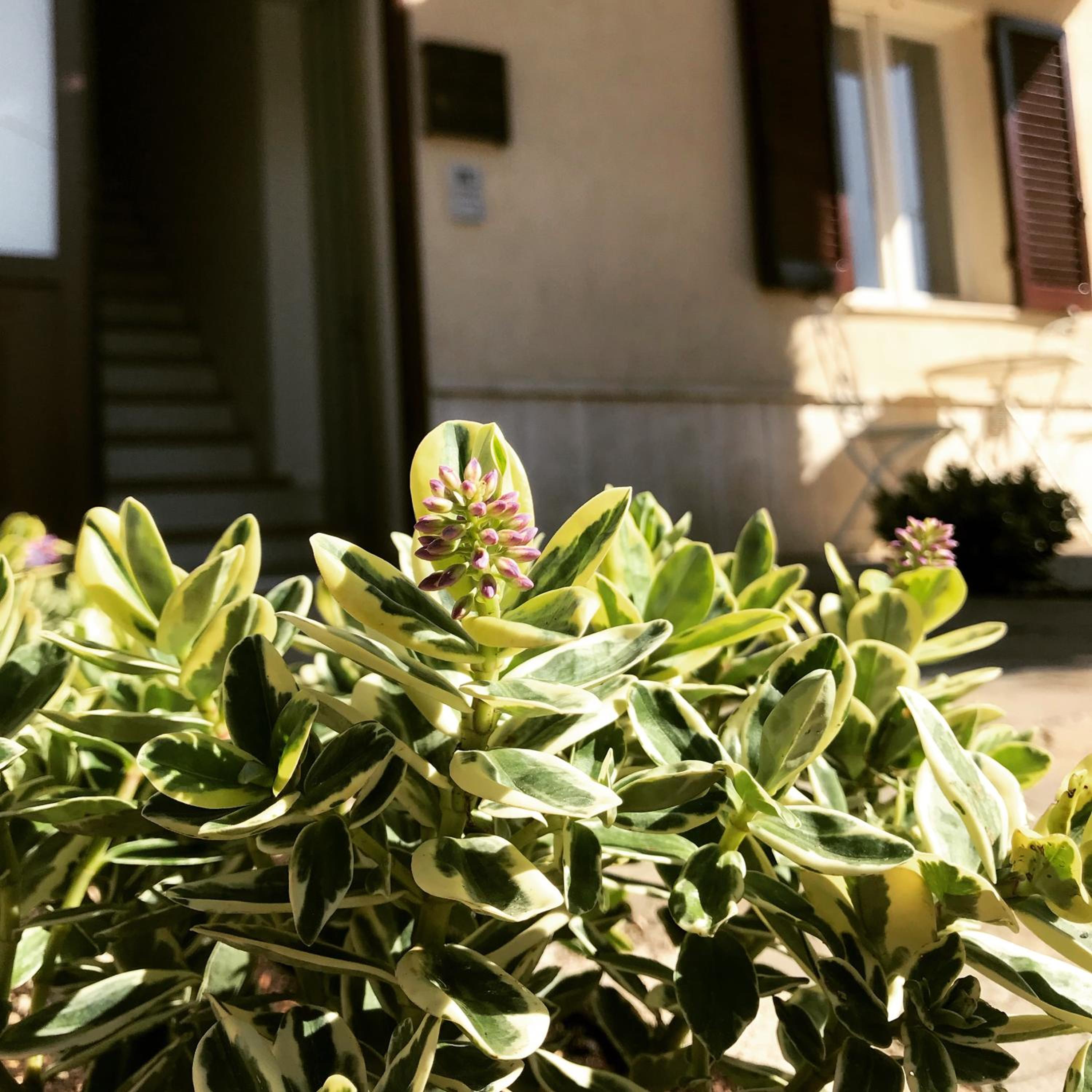 Le Campane di Assisi