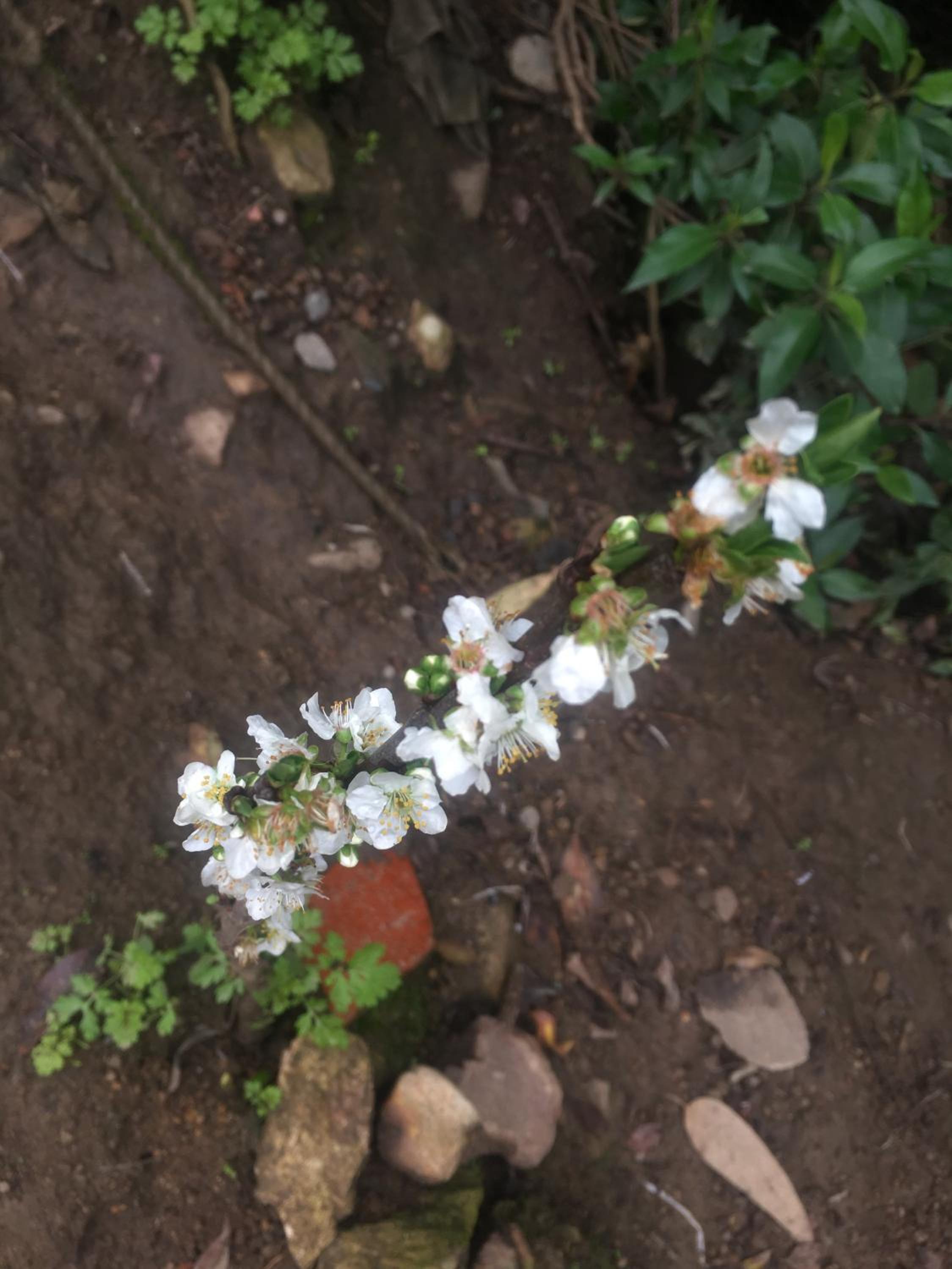Photo 42