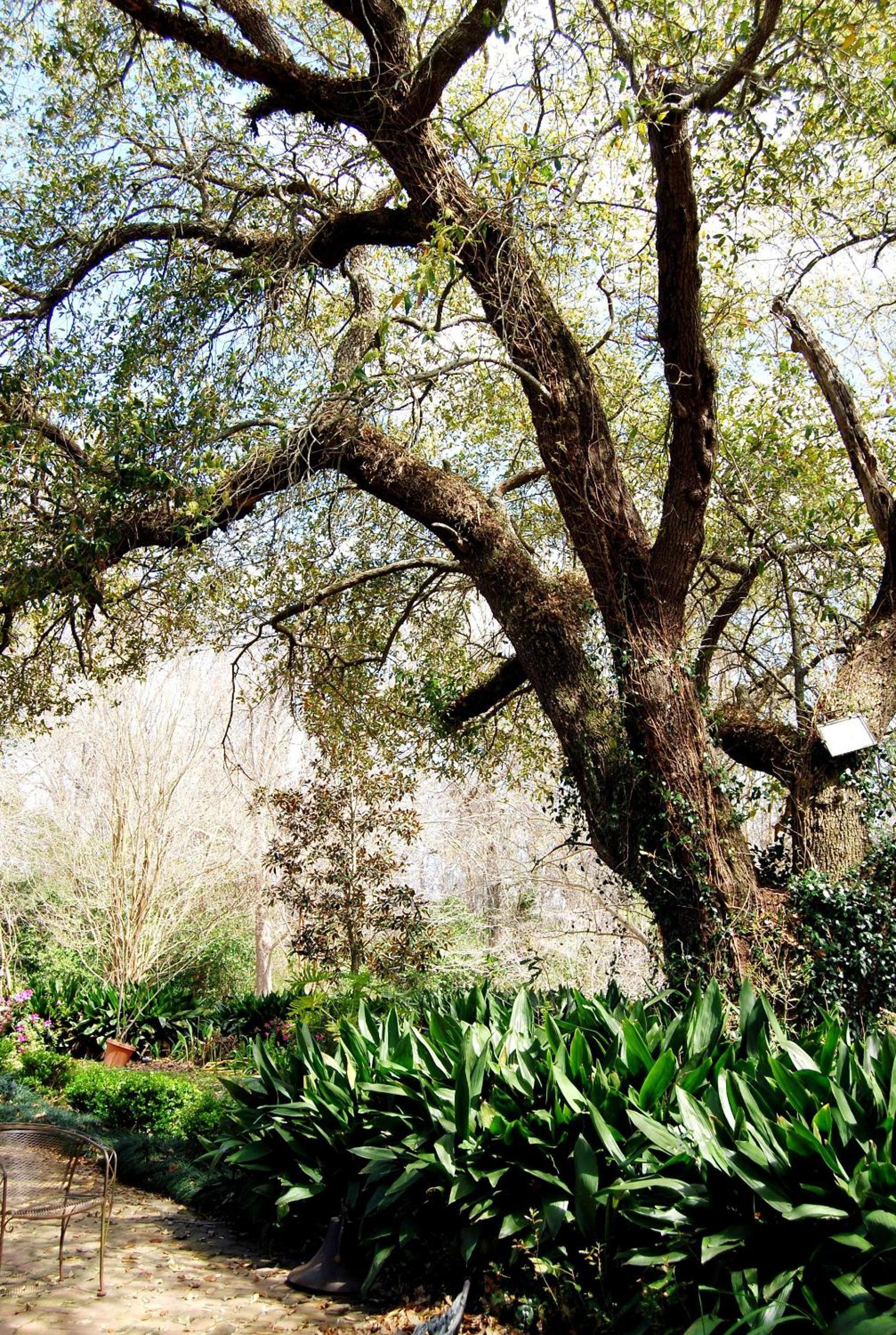 Natchez Vacations - Glenfield Plantation Historic Antebellum Bed and Breakfast - Property Image 33