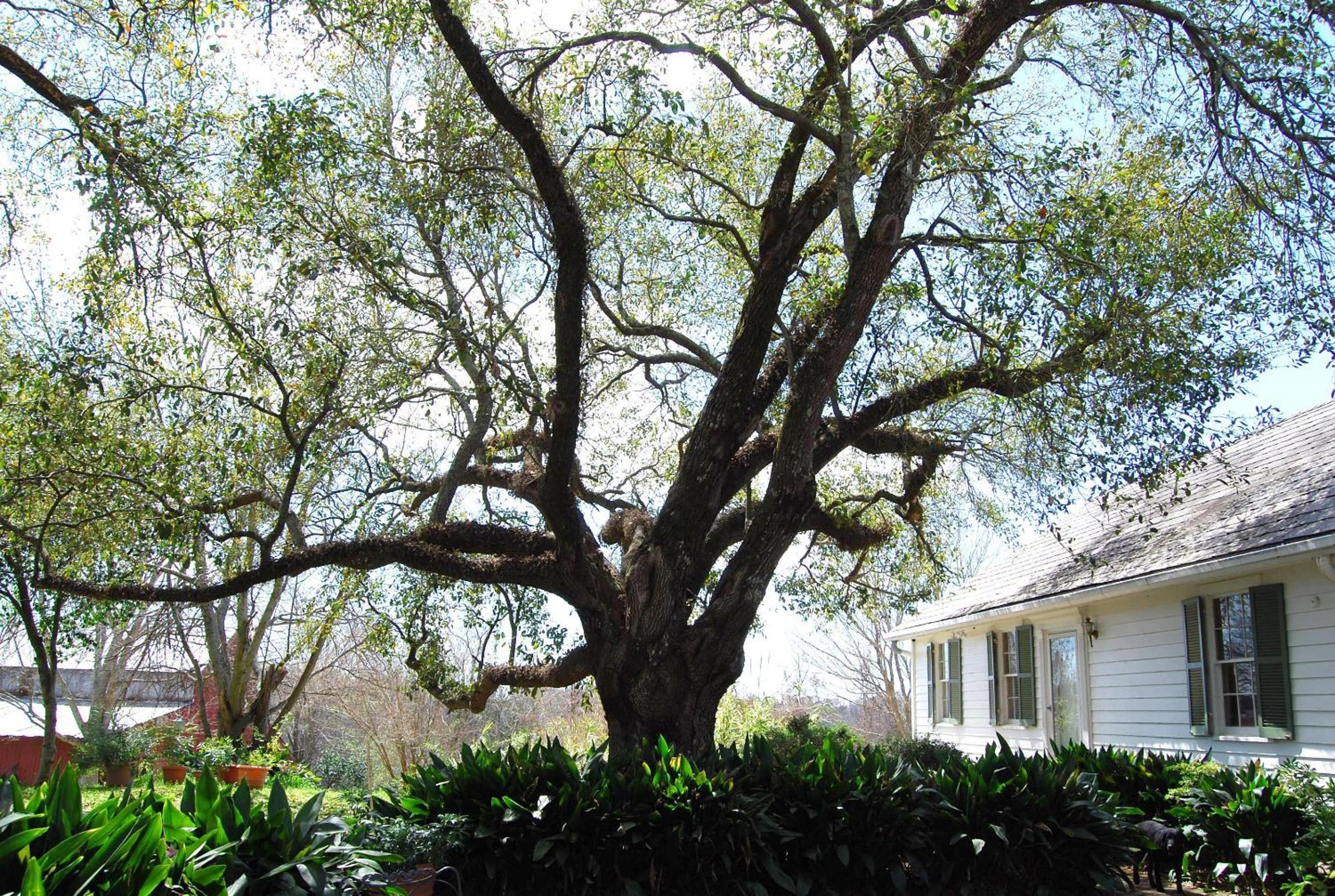 Natchez Vacations - Glenfield Plantation Historic Antebellum Bed and Breakfast - Property Image 35