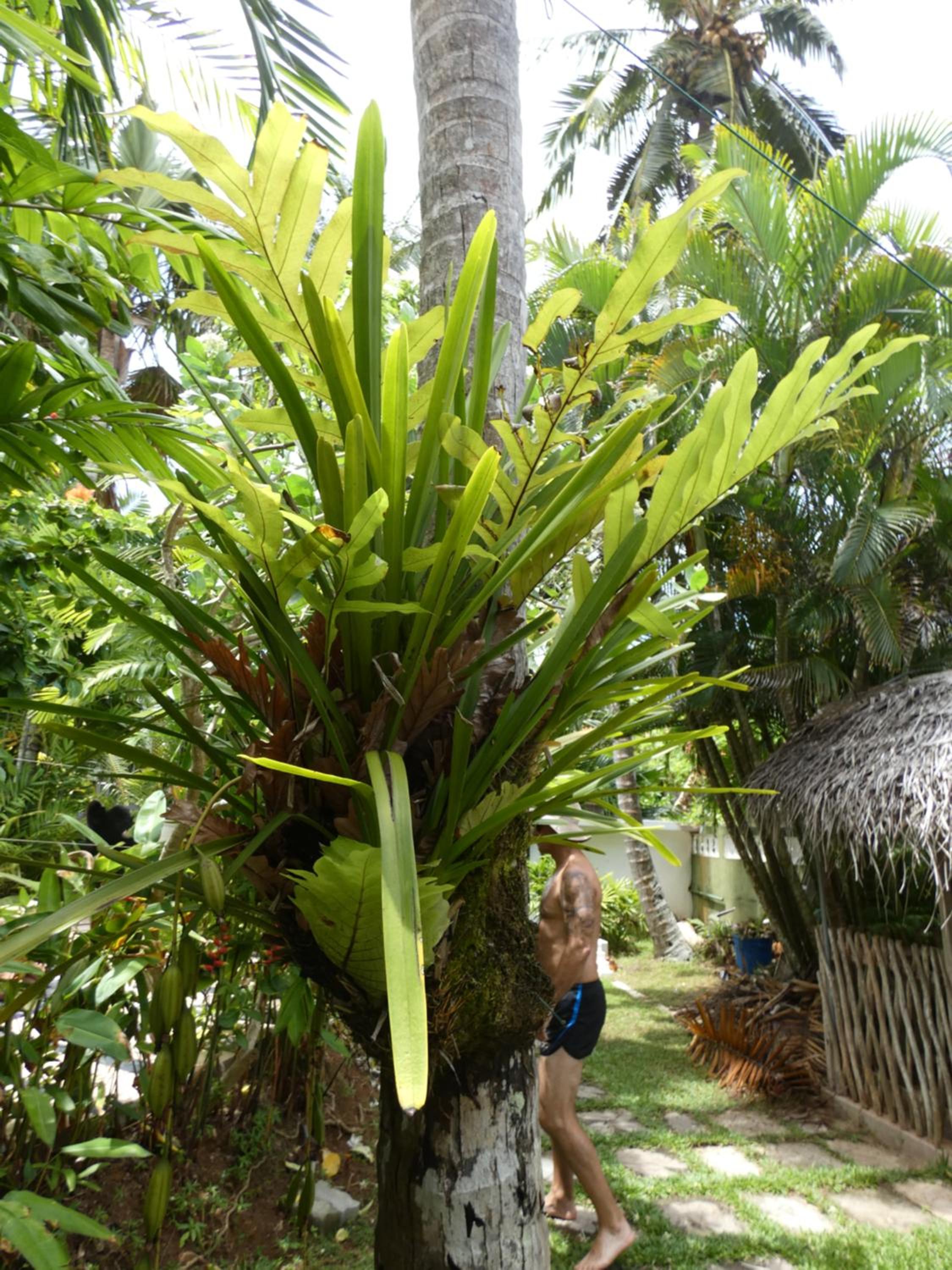 Pahalage Guesthouse