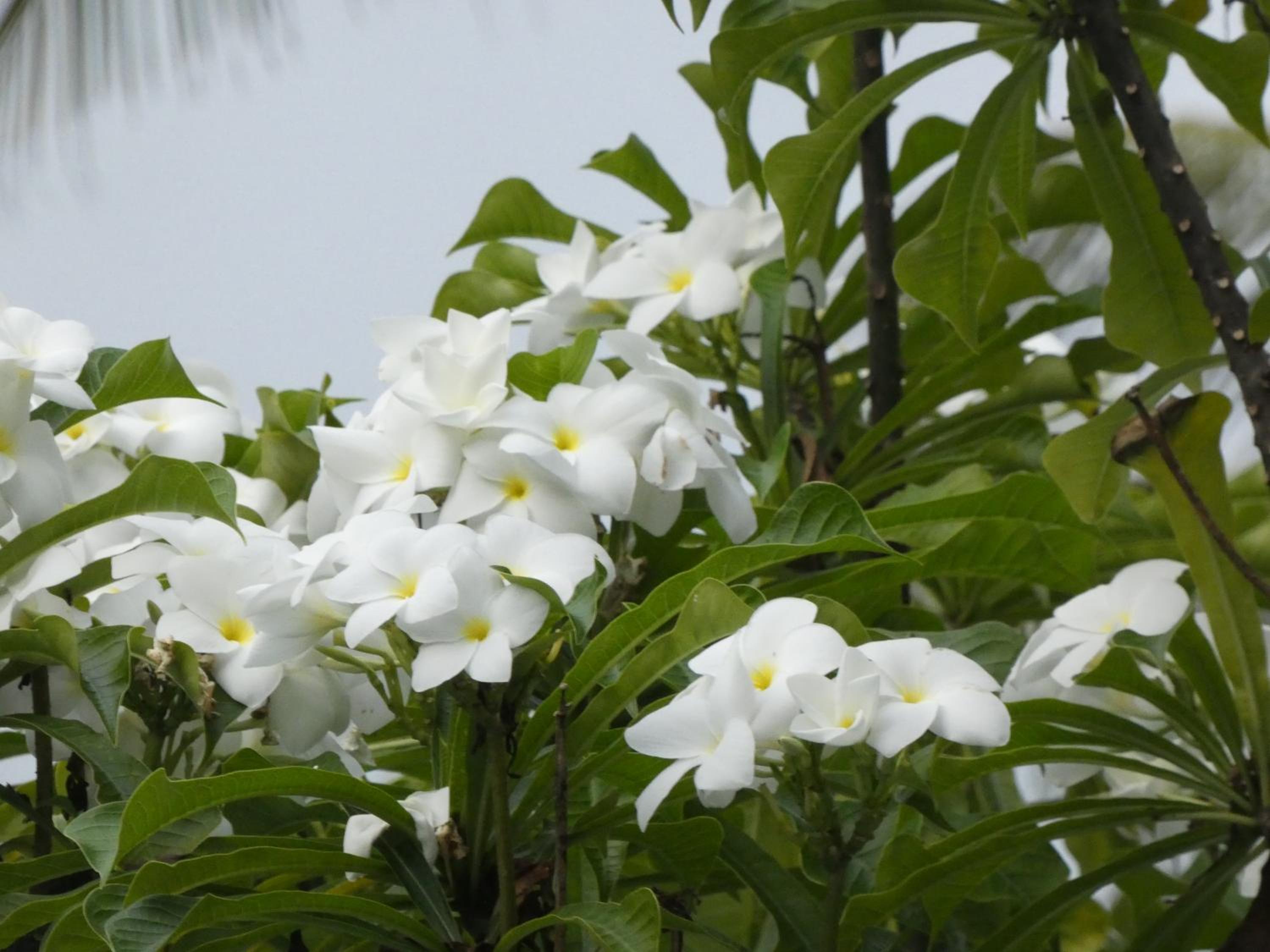 Pahalage Guesthouse