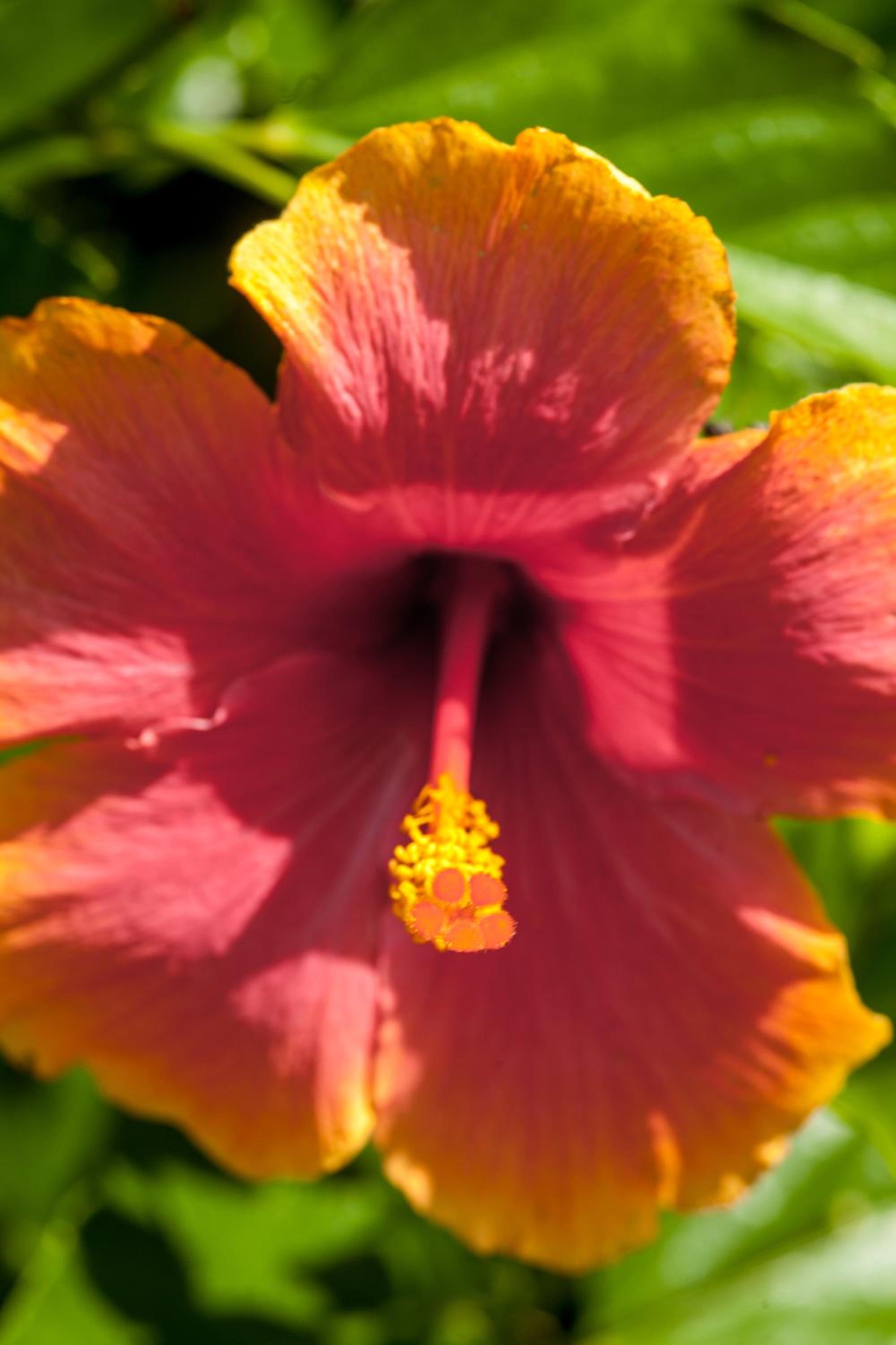 The Crimson Orchid Inn at Orchid Bay