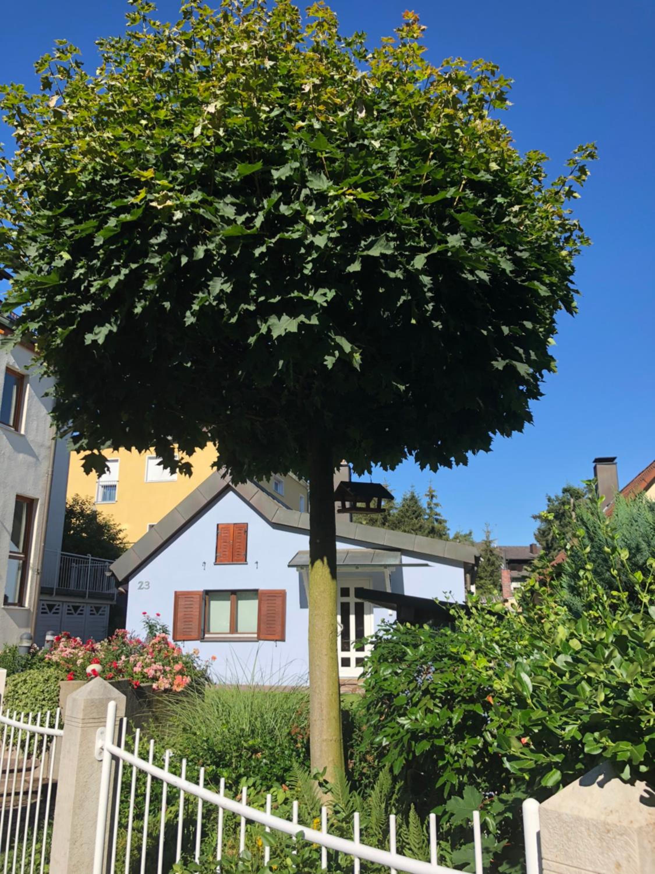 Photo 42