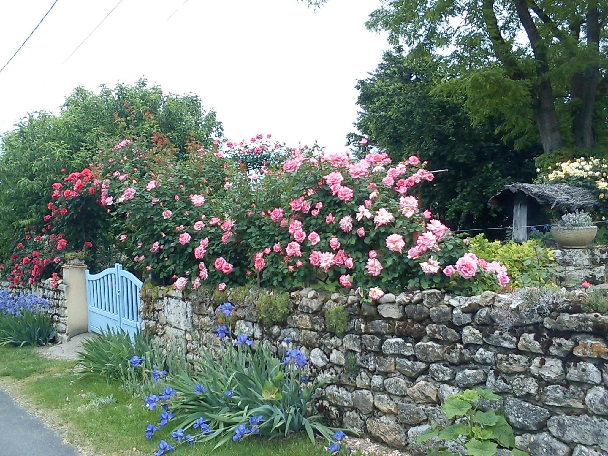 Photo 11