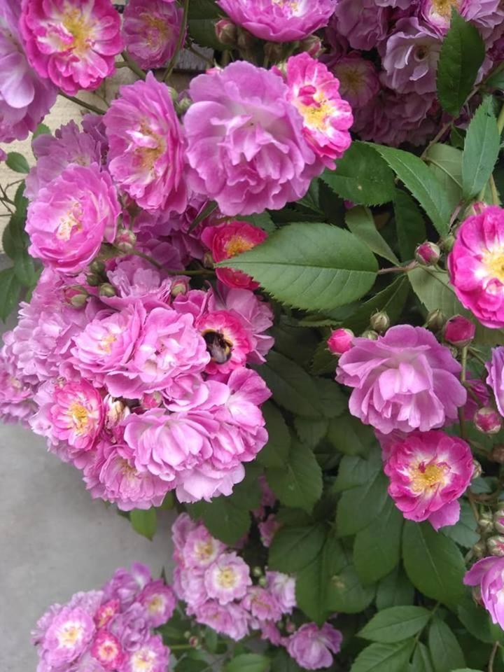 De Blauwe Maaten