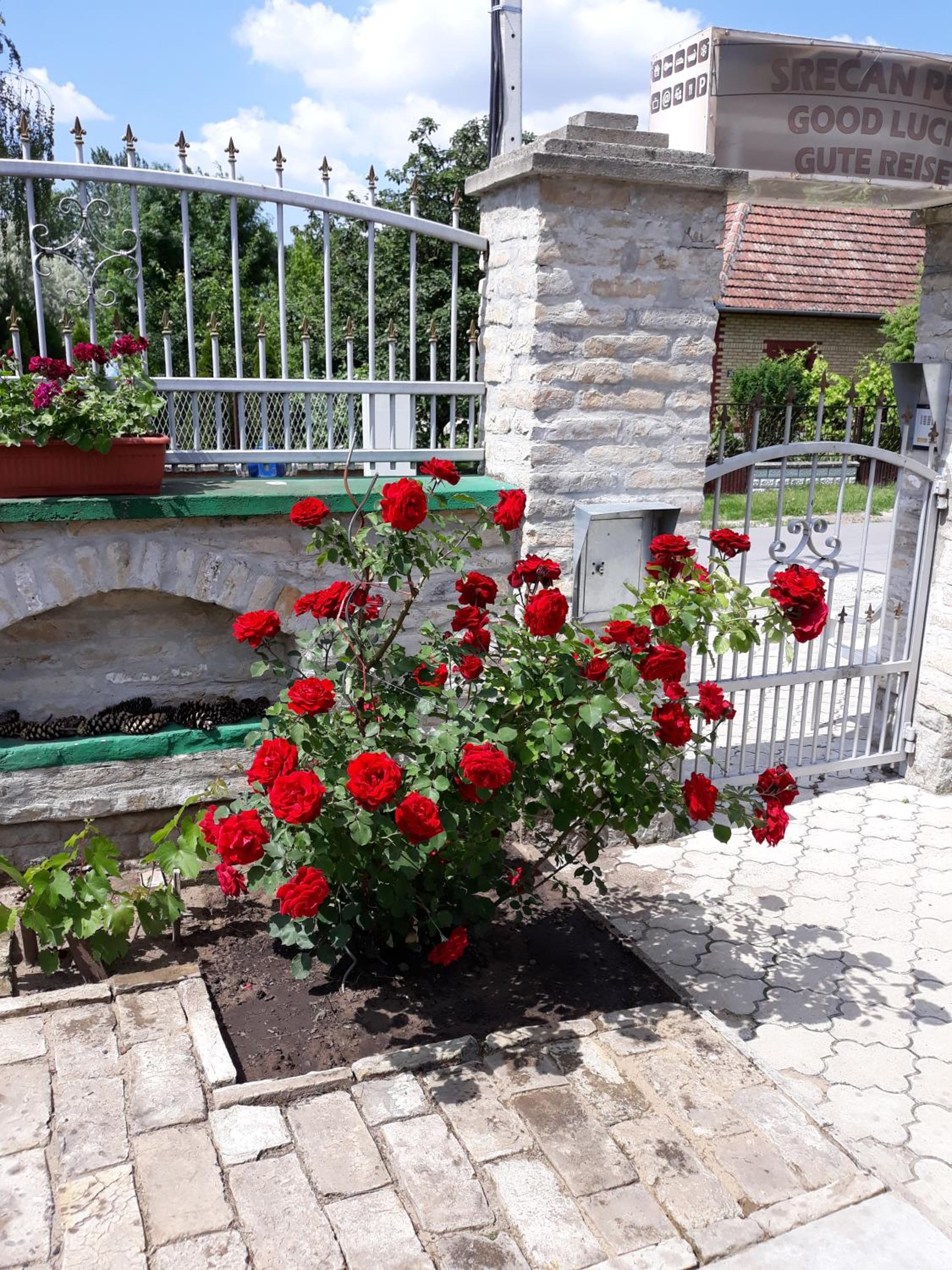 Photo 44