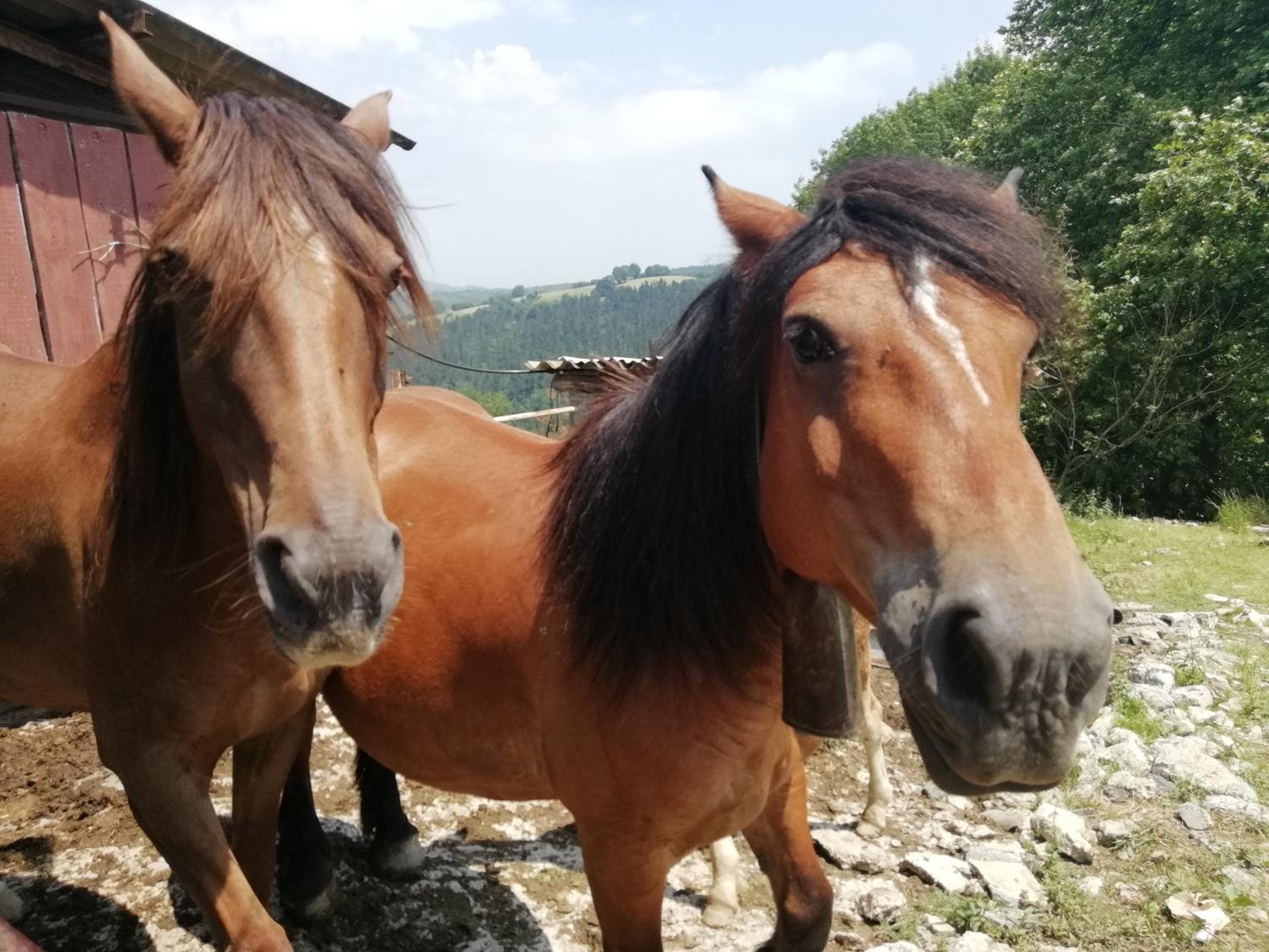 Agroturismo Pagoederraga