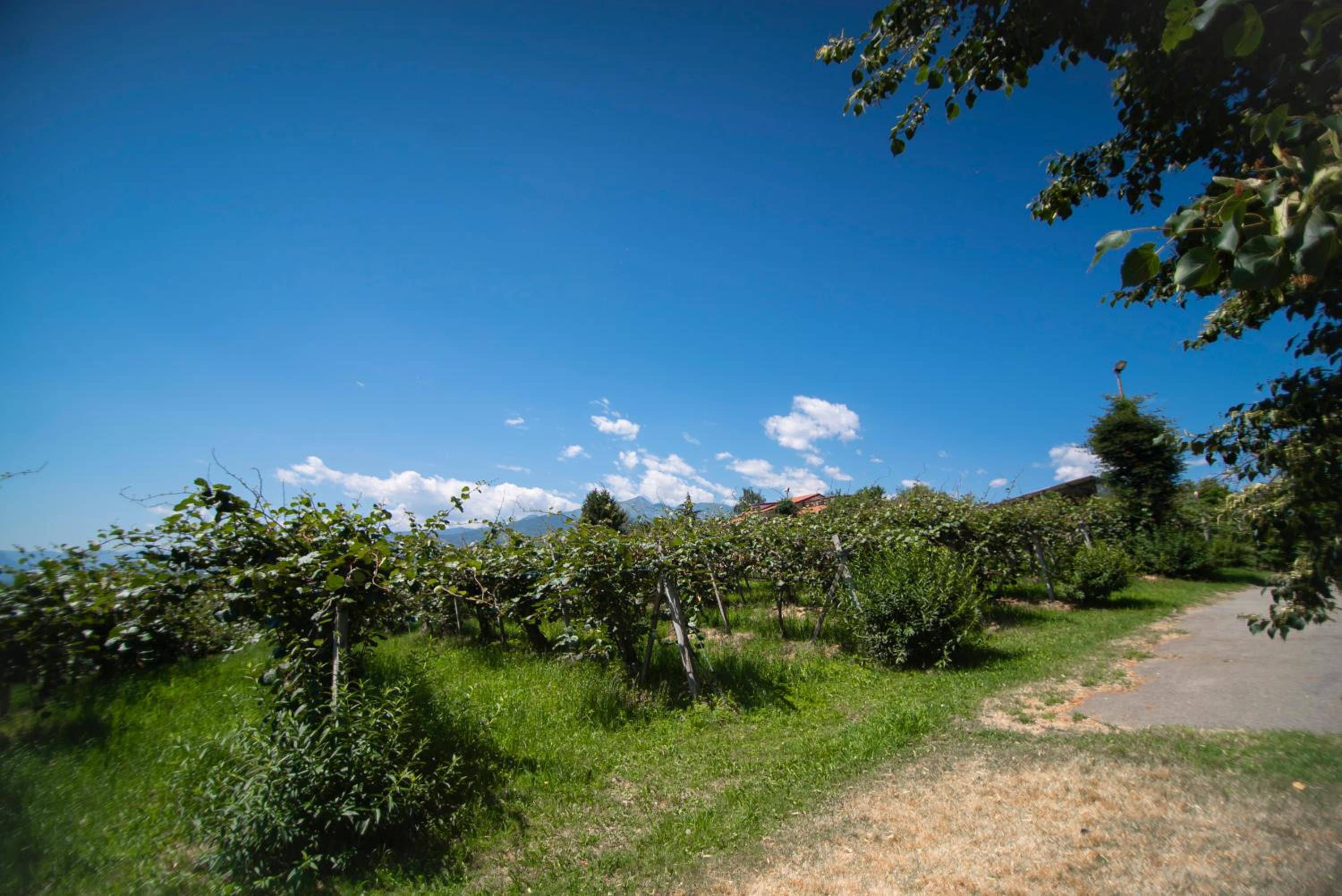 Agriturismo Turina