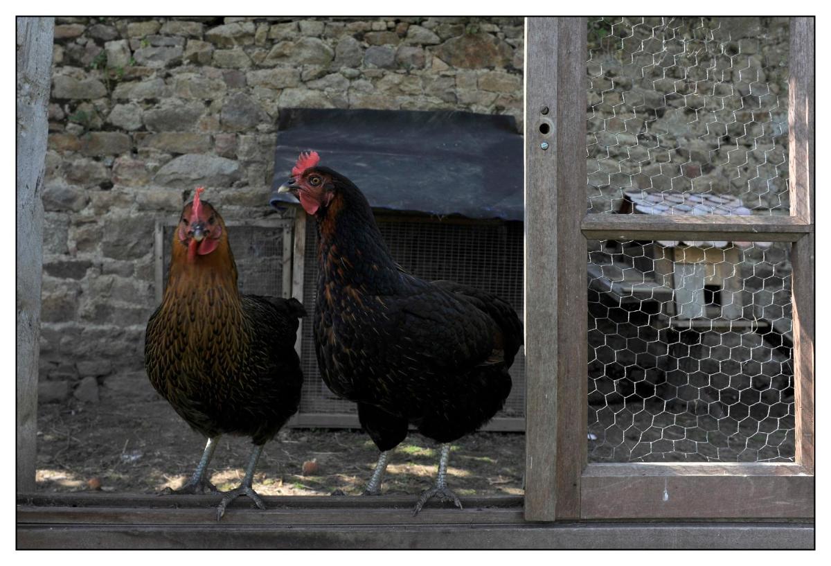 Le Cheval Rouge