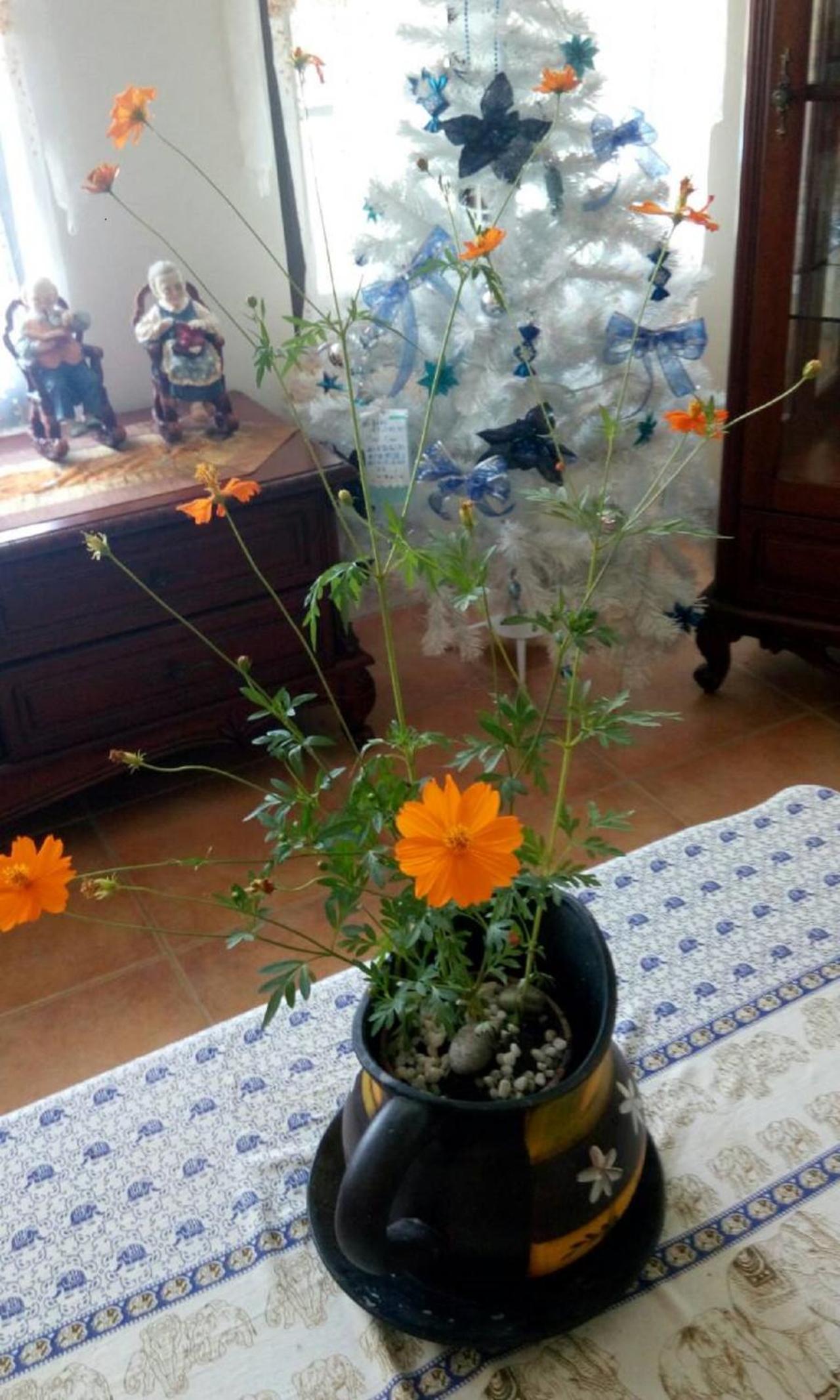 Hasayaki Homestay