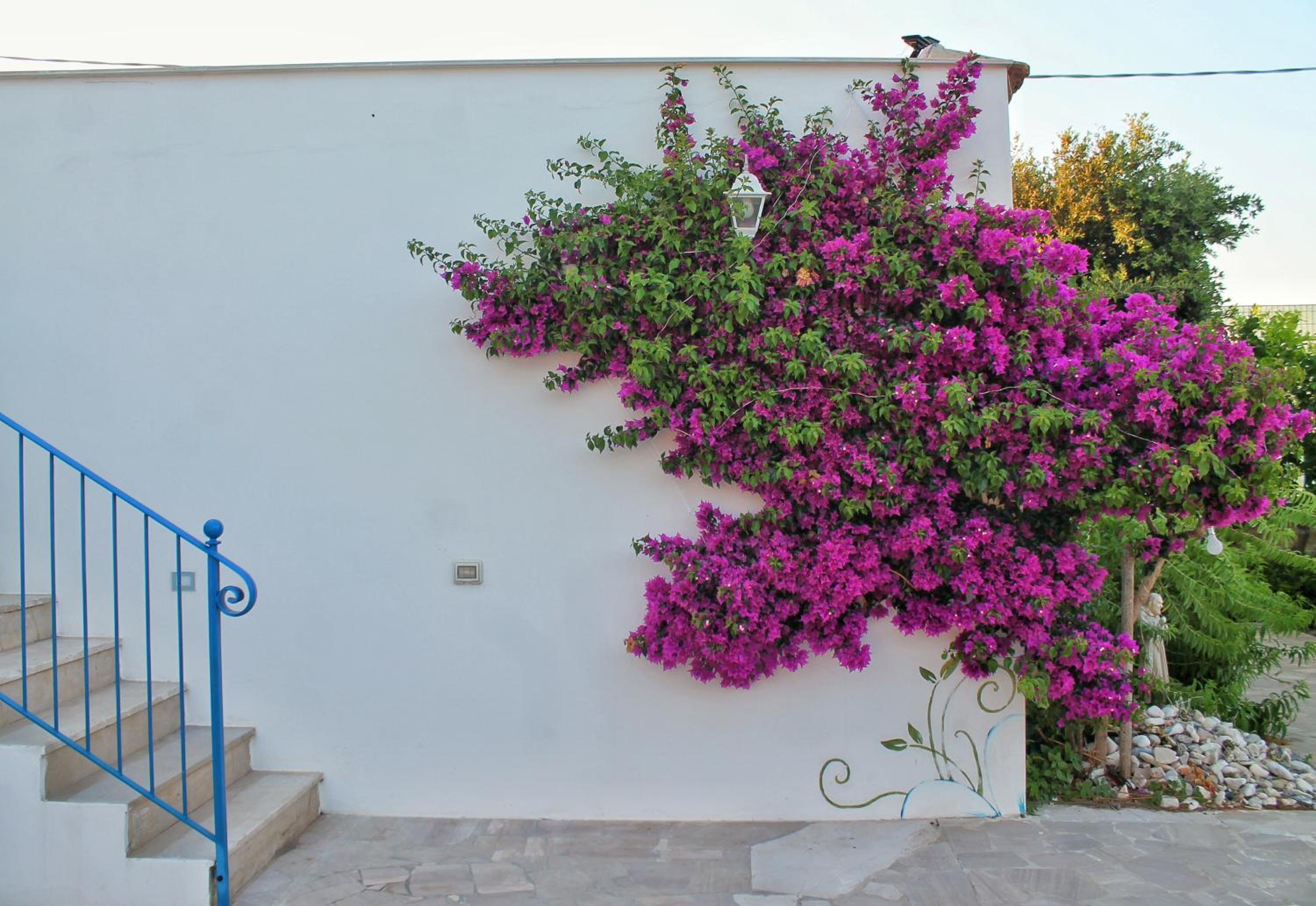Photo 46