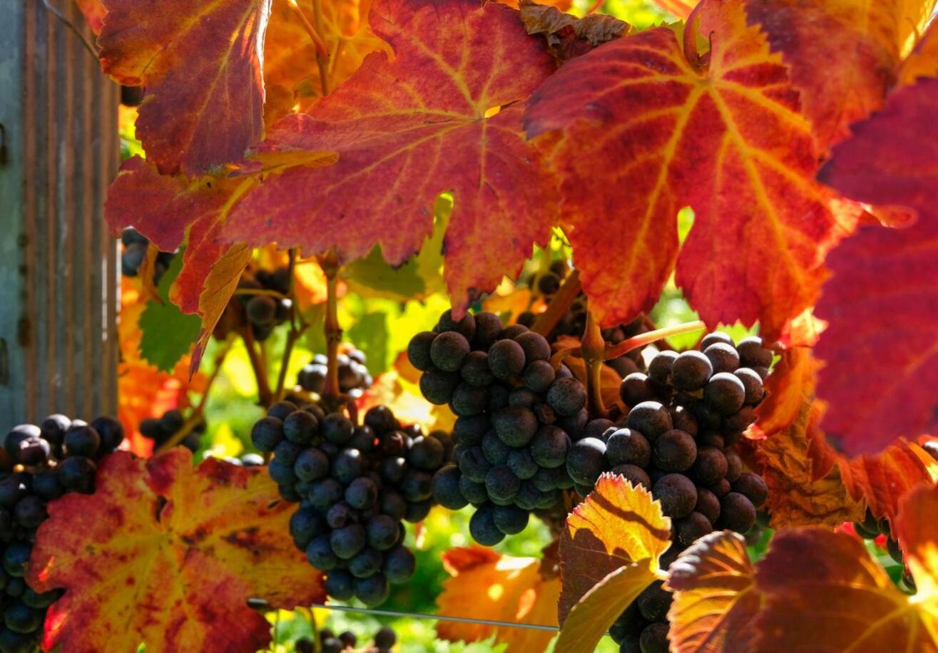 Weinhof Klug-Krainer