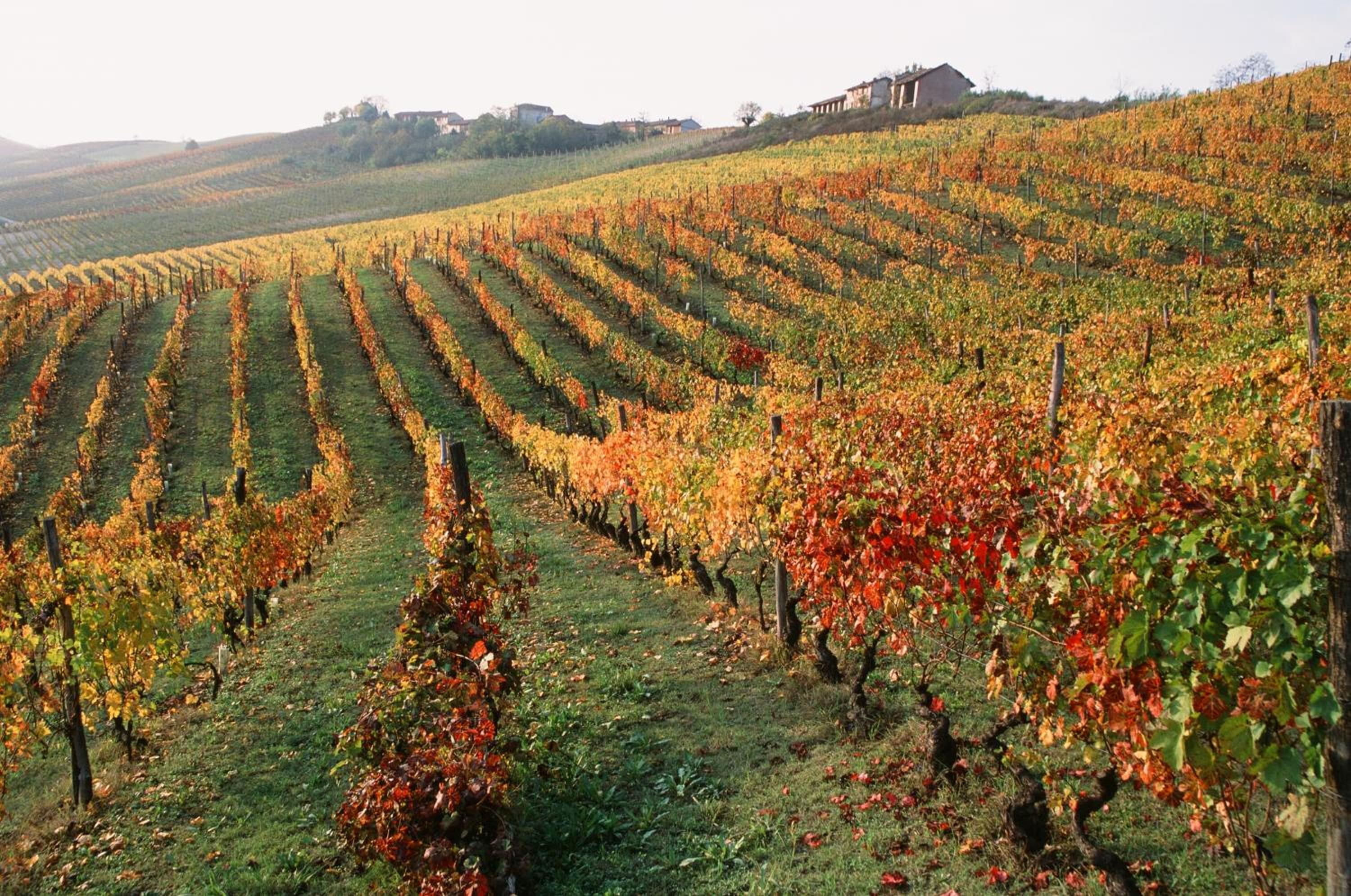 Marchesi Alfieri - Cantine e Ospitalità