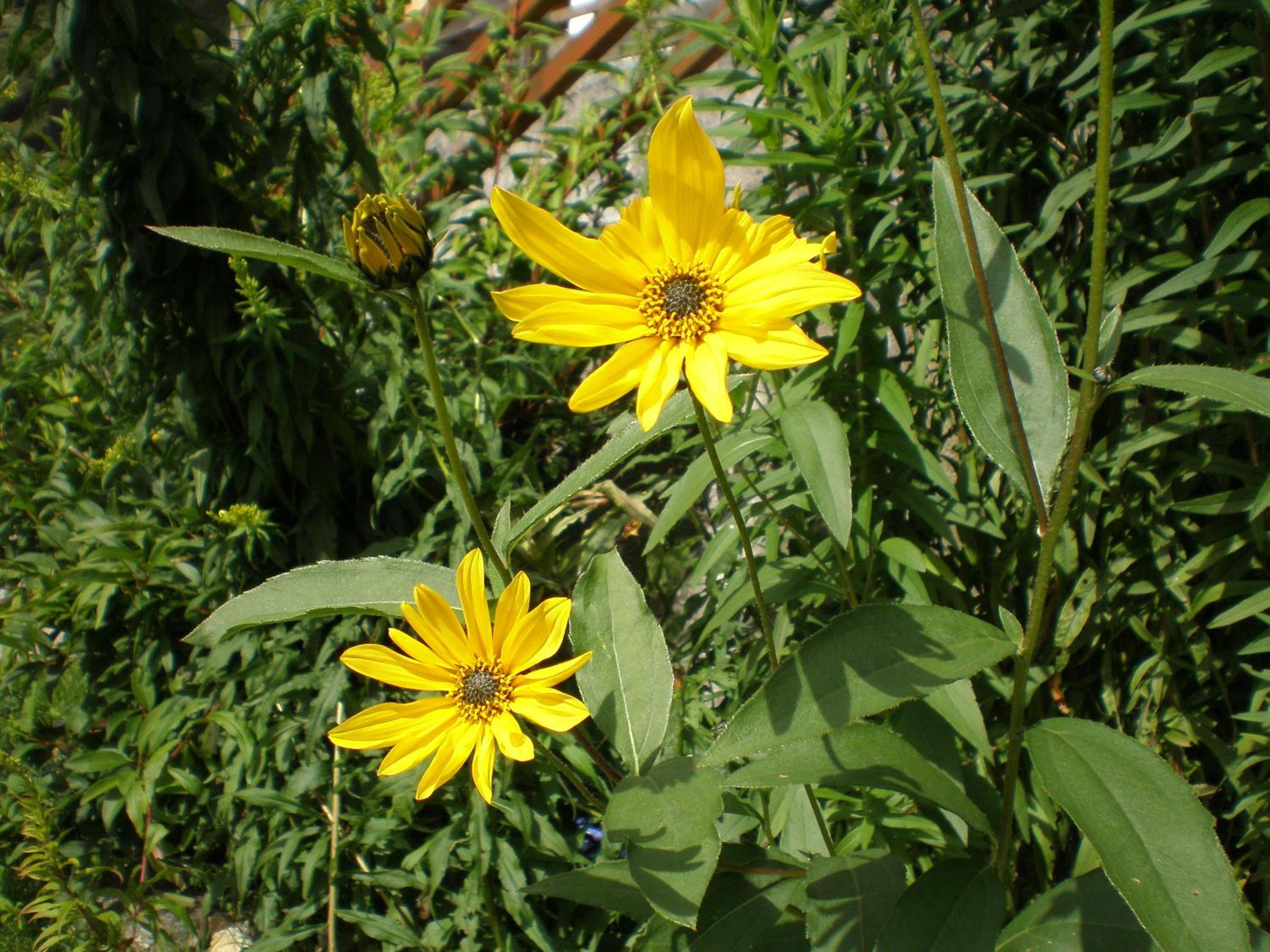 Photo 27