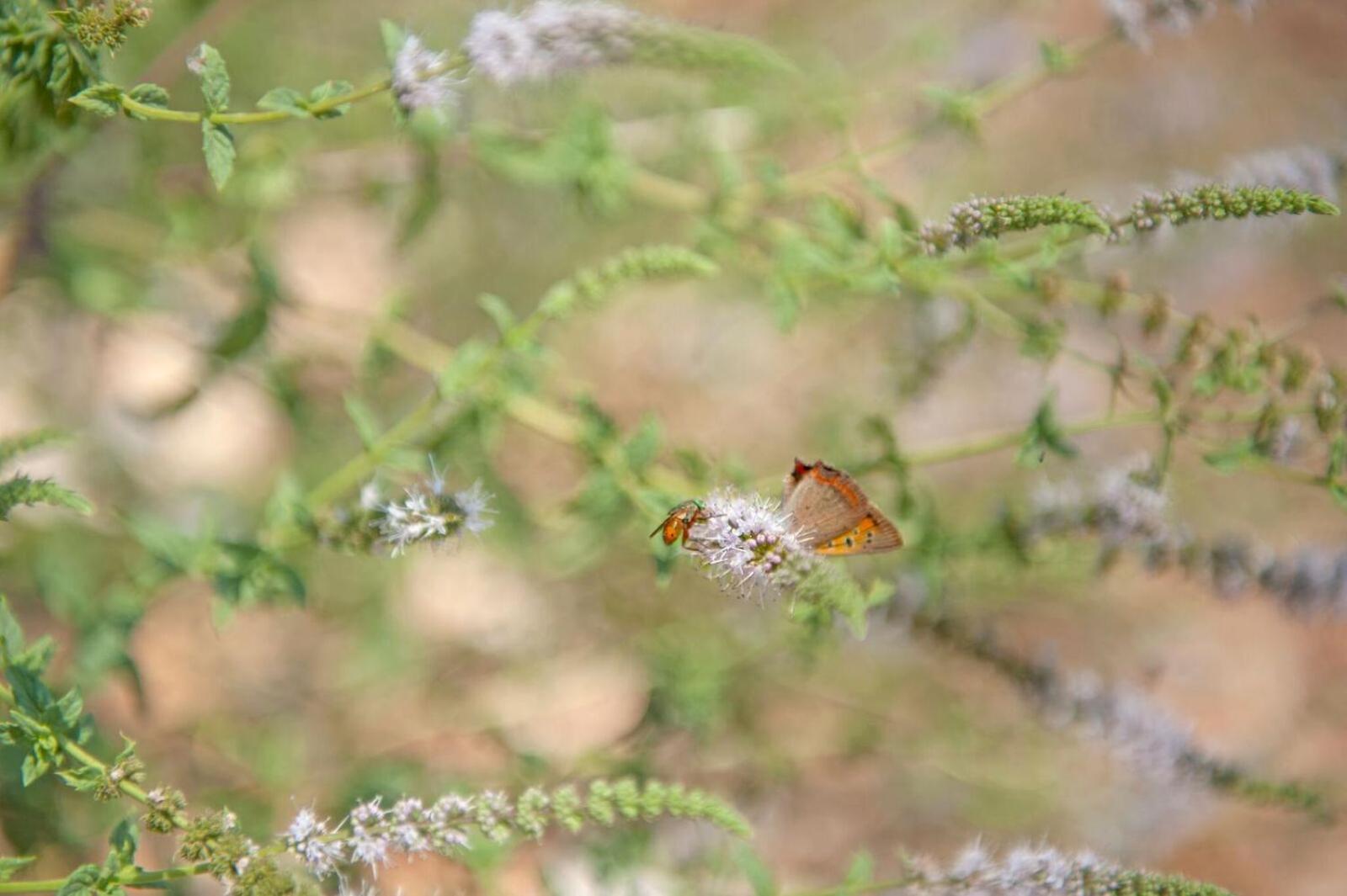 Photo 133