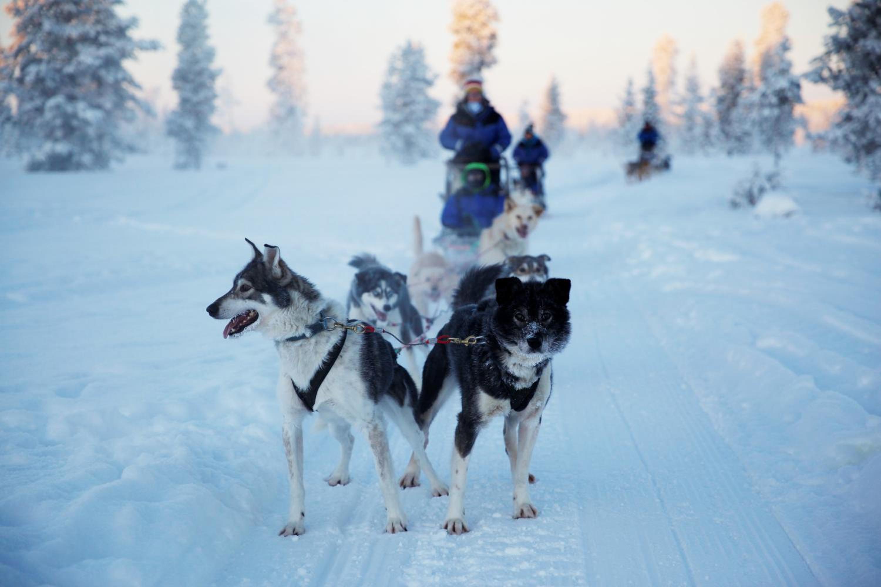 Saarikejo Huskylodge