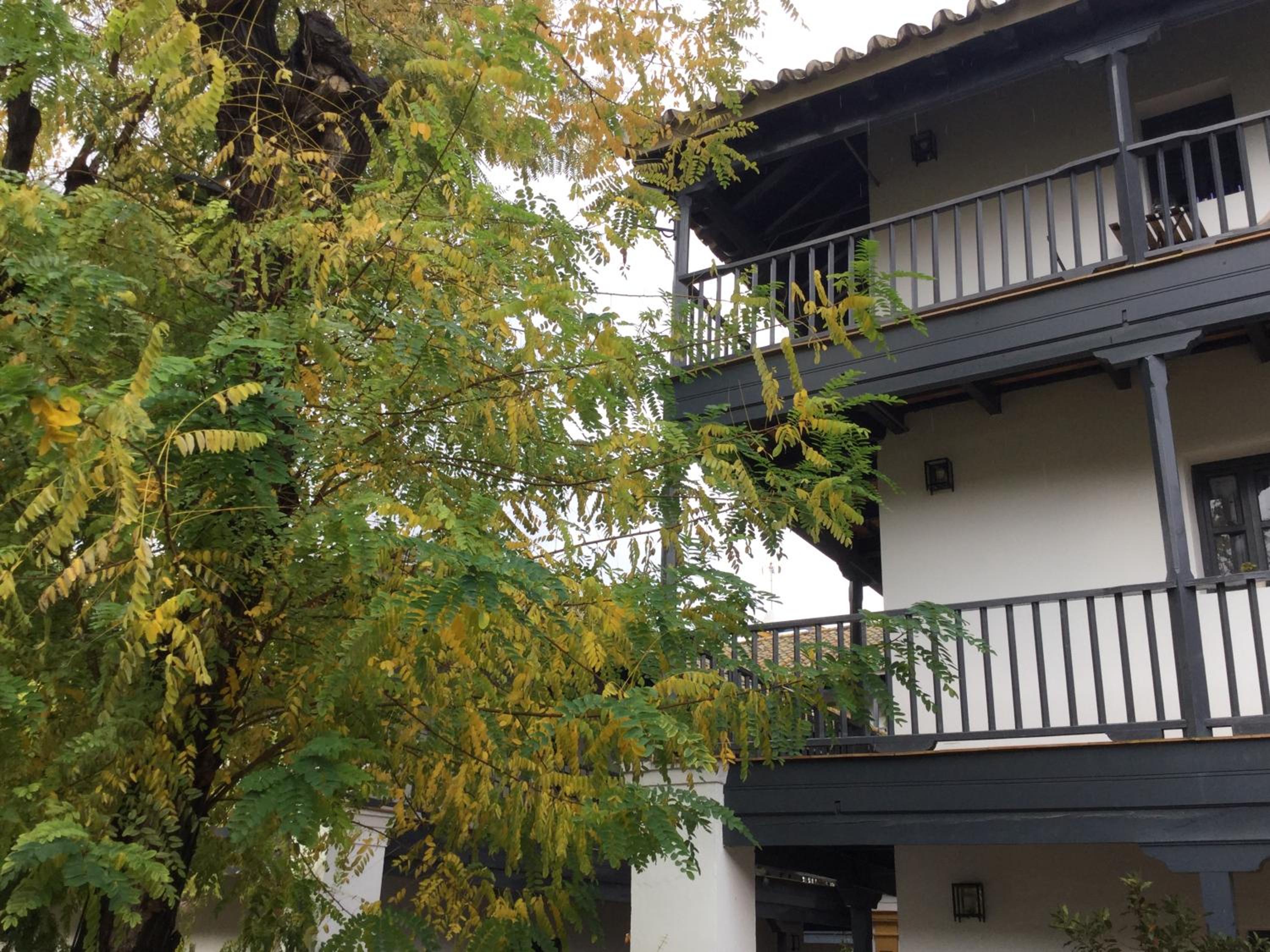 Andalusian Courtyard