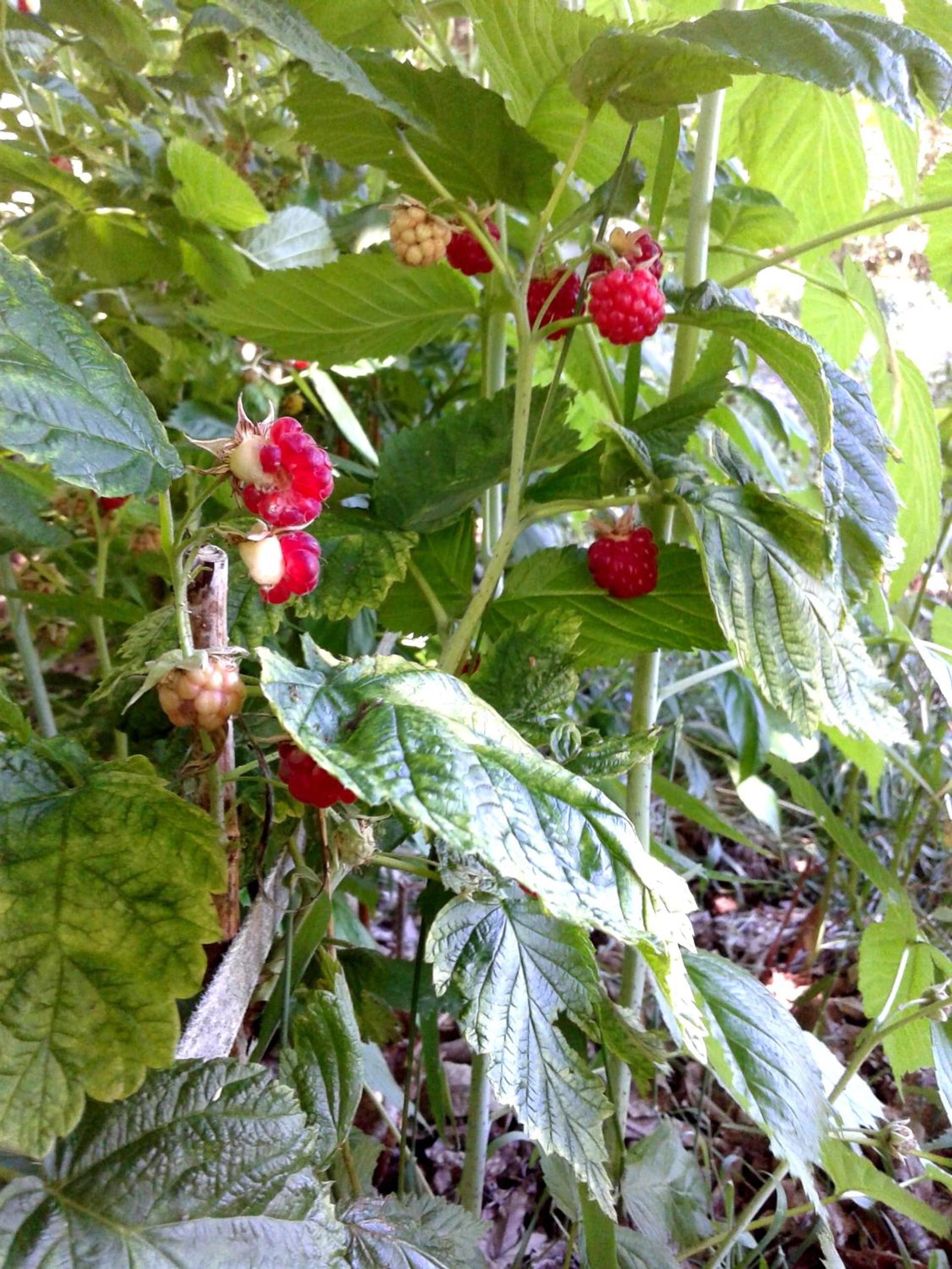 Photo 45