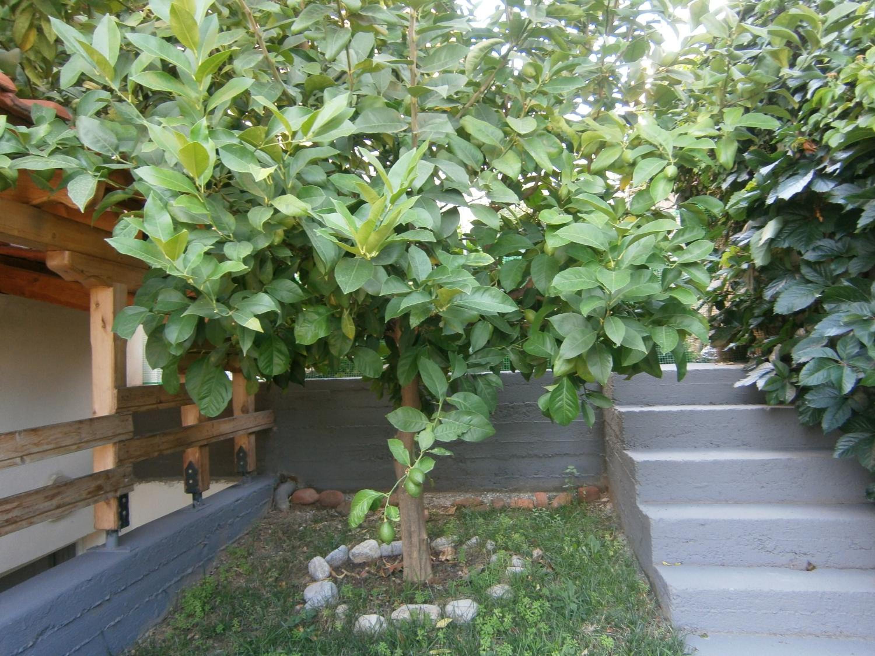 Green Garden view 5