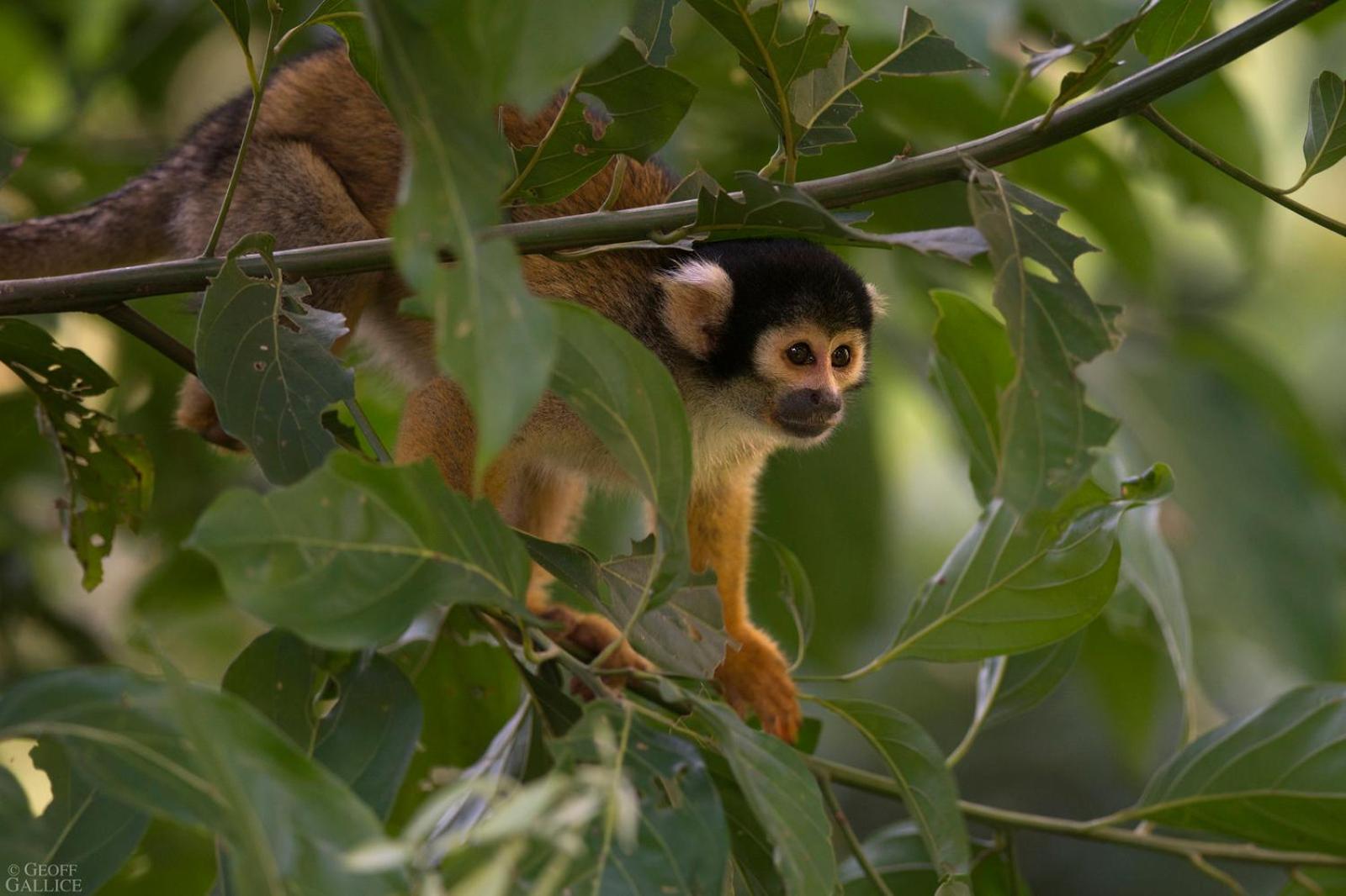 Ecolucerna Lodge Tambopata