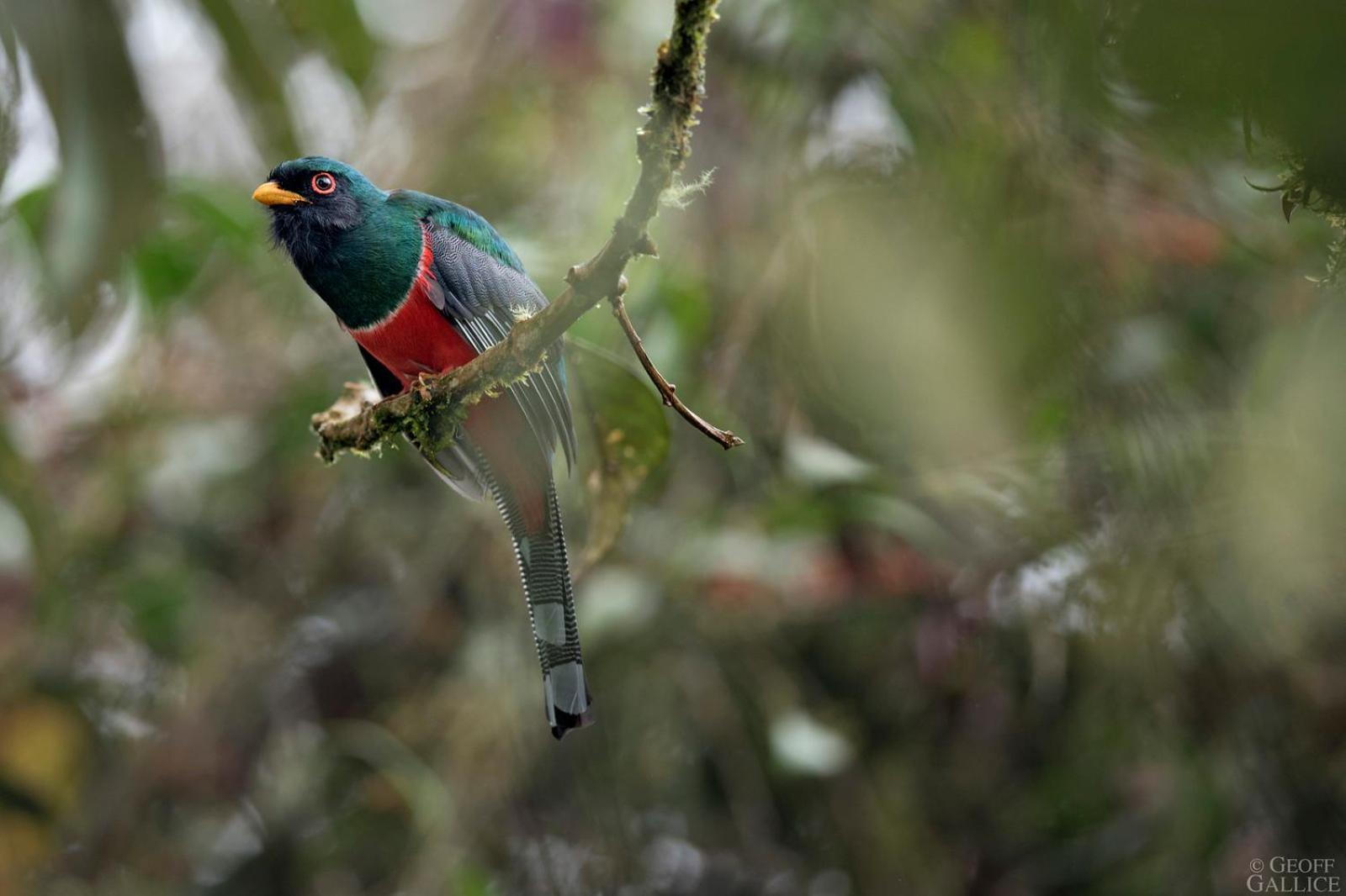 Ecolucerna Lodge Tambopata