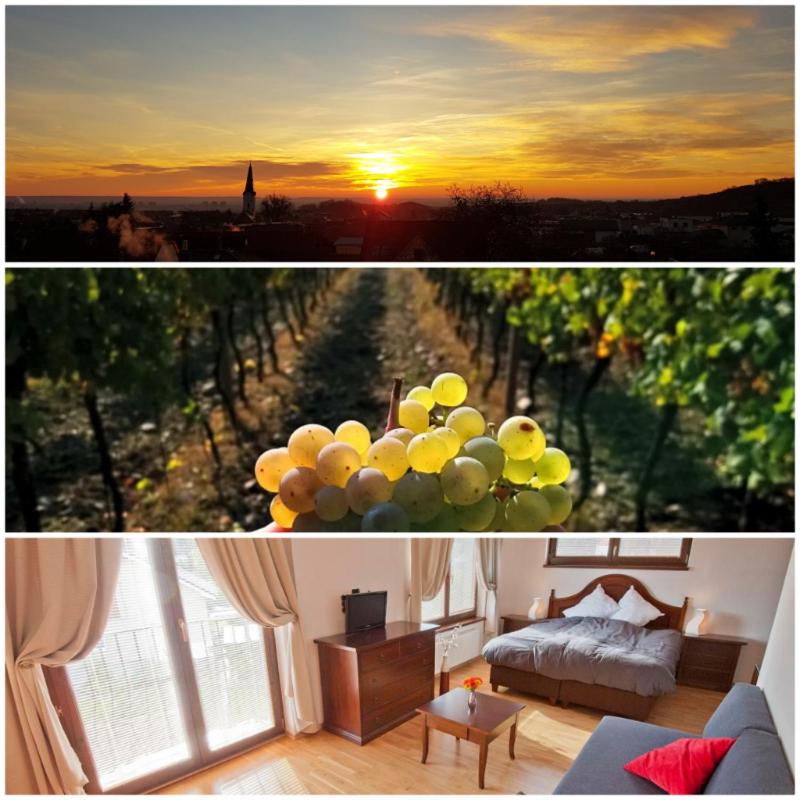 Villa Vinica view 4