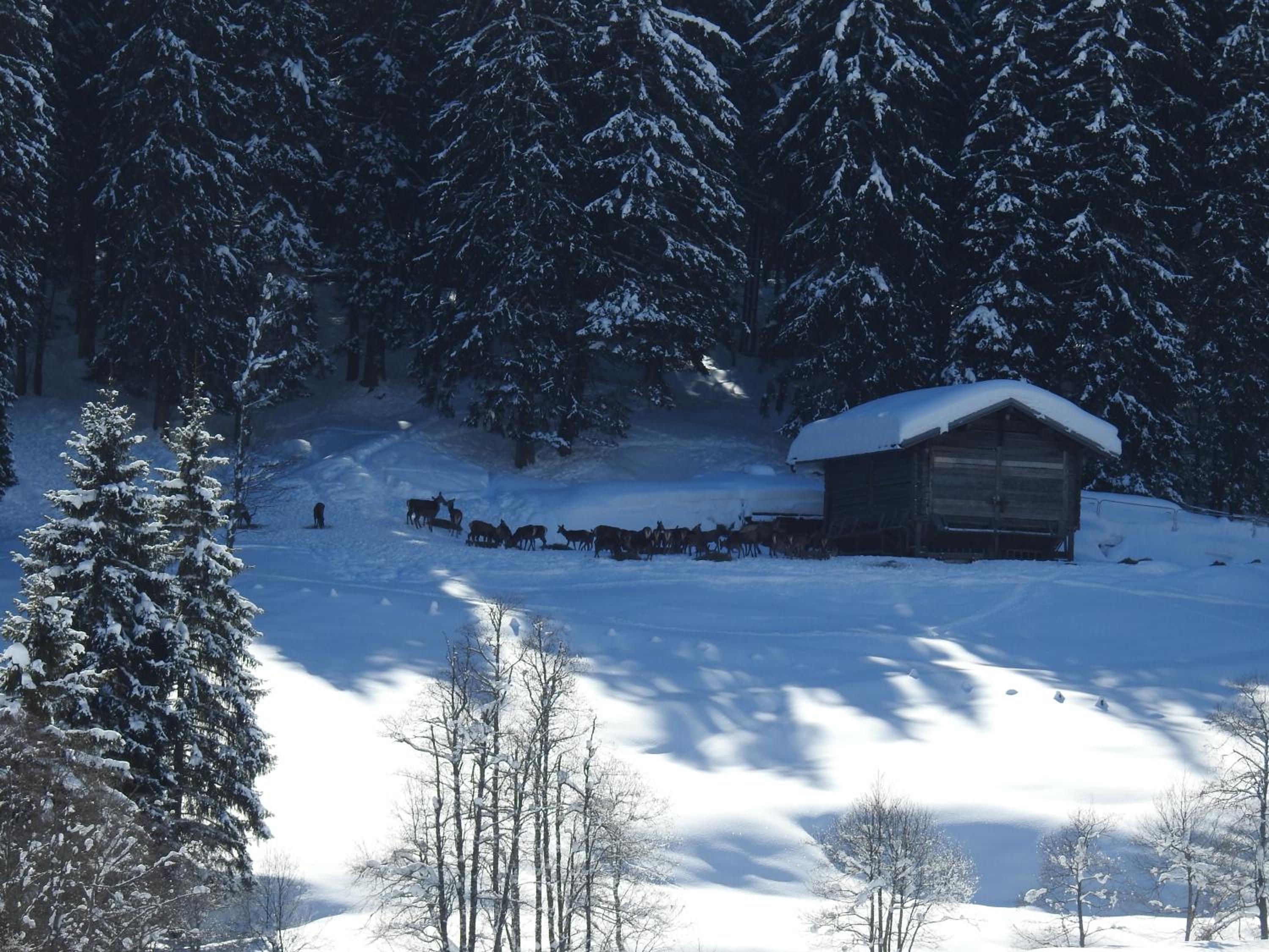 Blockhaus Ganschitter