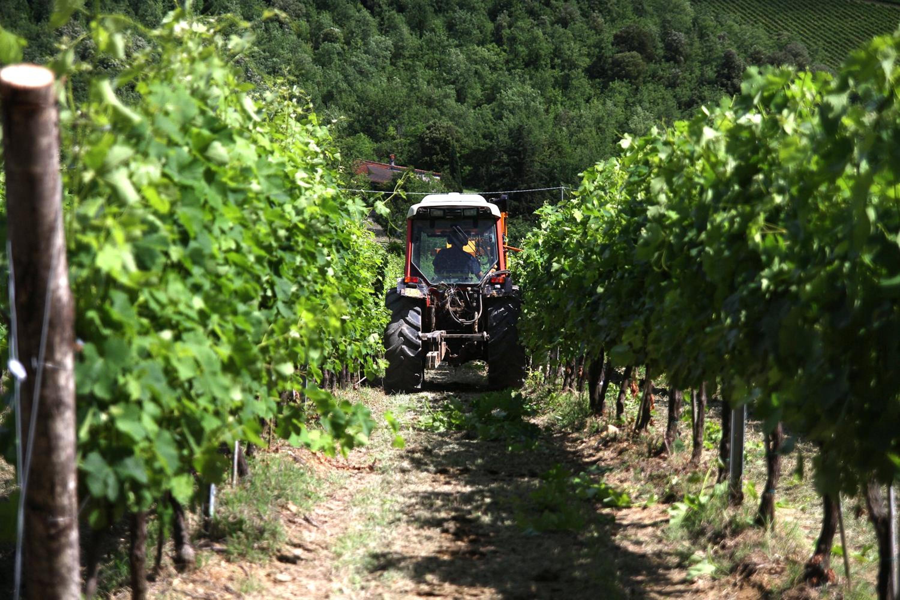 Podere Vignola
