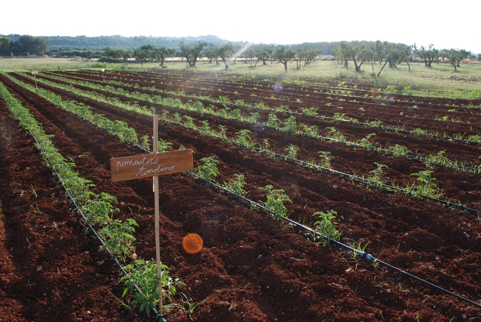 Masseria Galatea Agriturismo