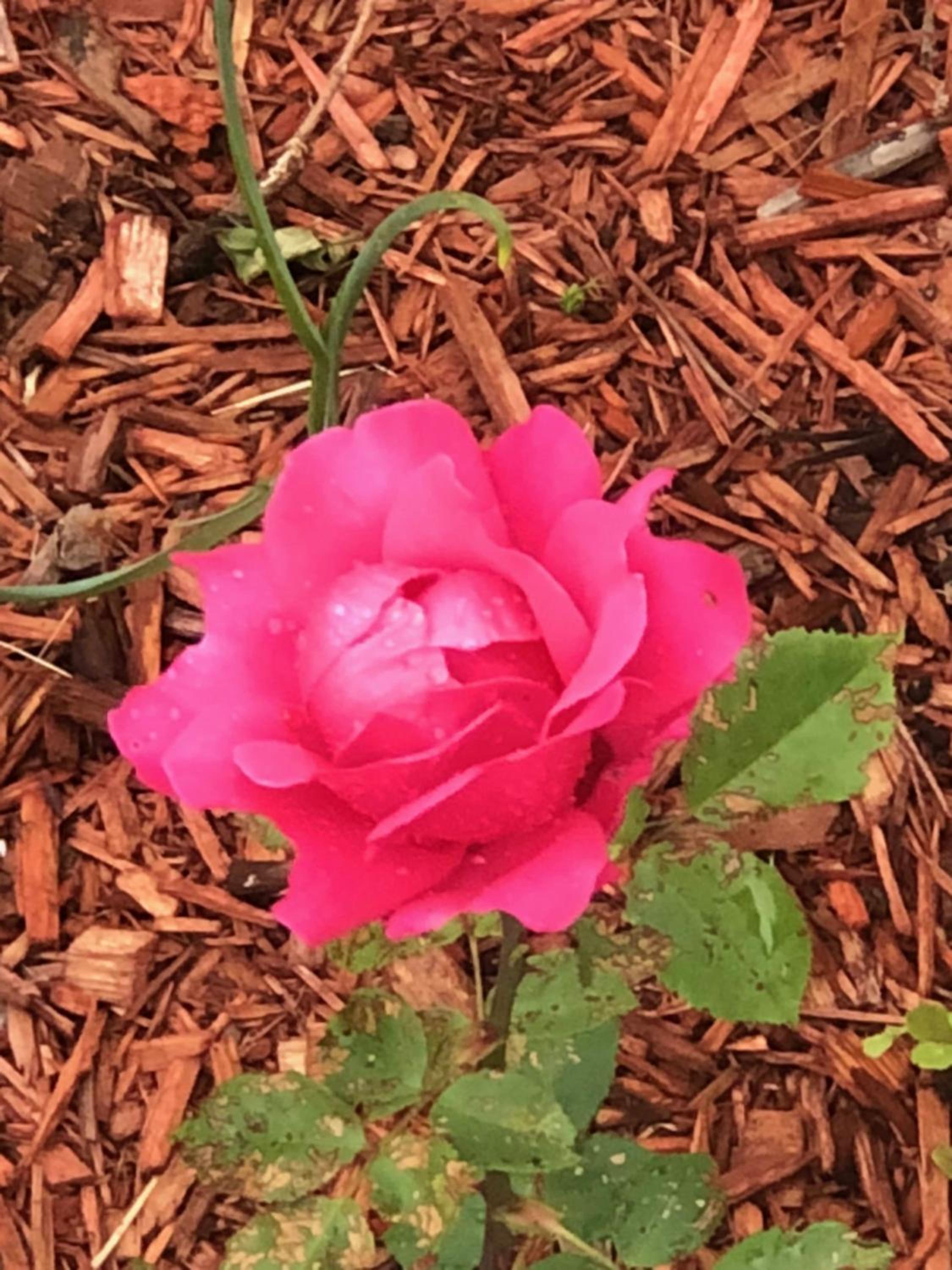 Antique Rose Inn Windham