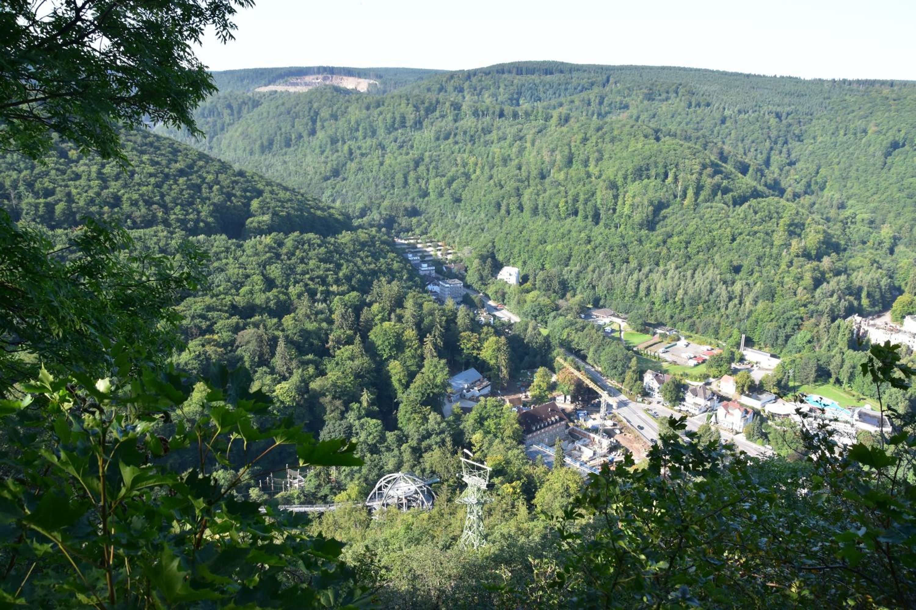 Bergblüte