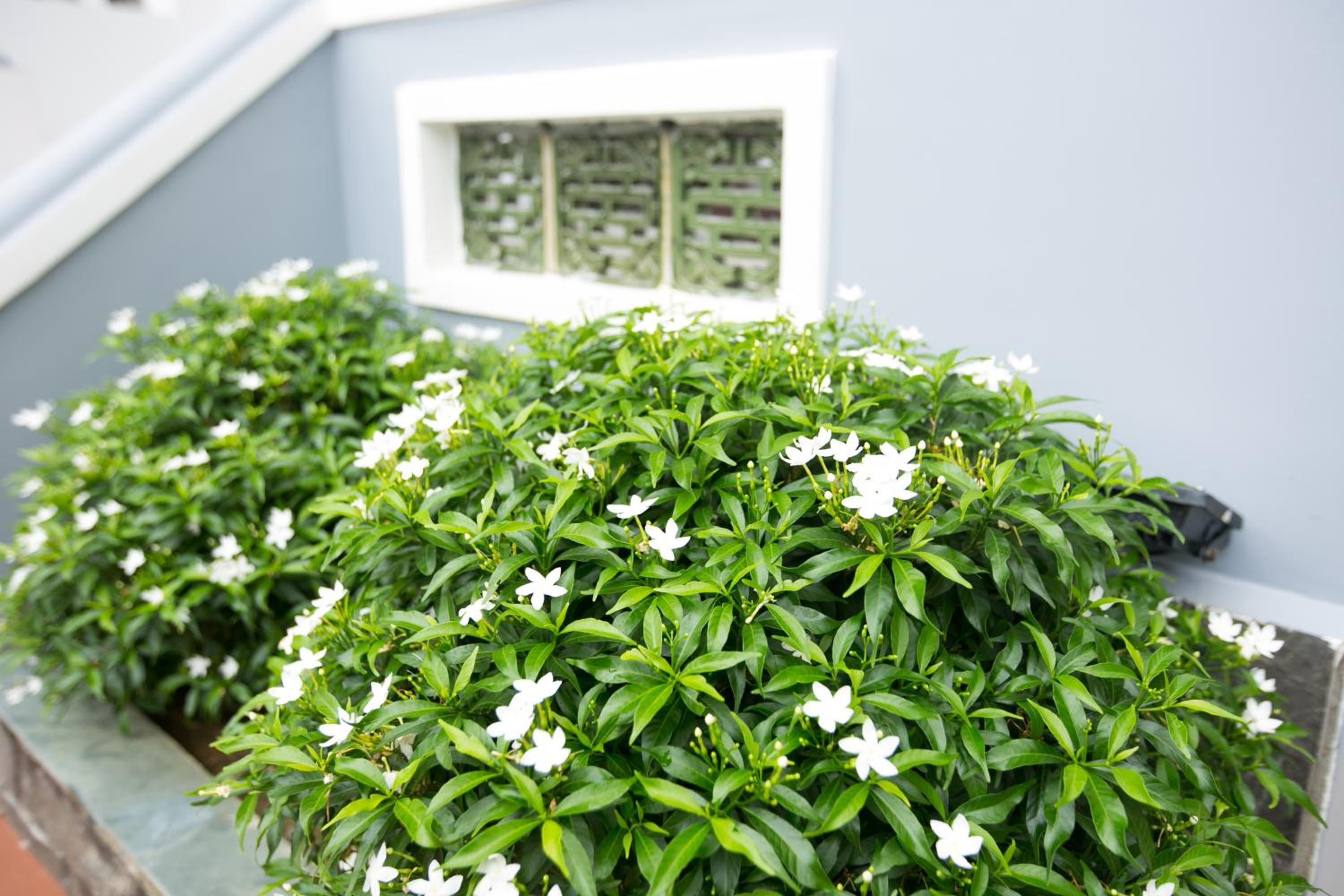 Yen villa Hội An