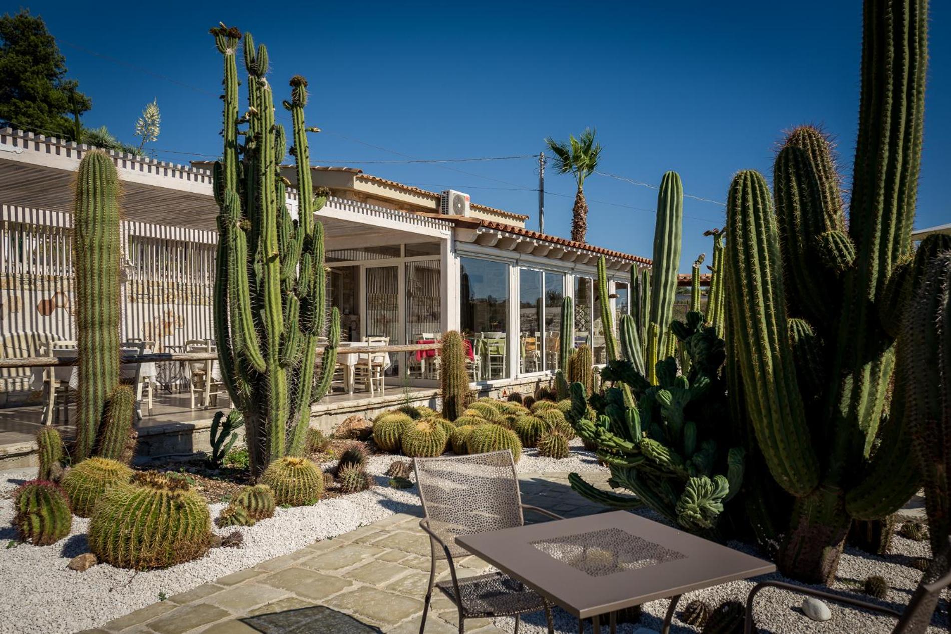 Garden Cactus