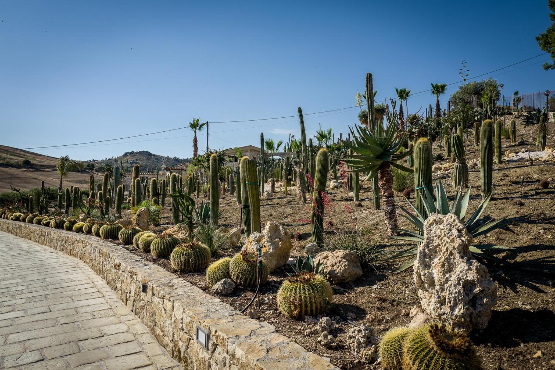 Garden Cactus