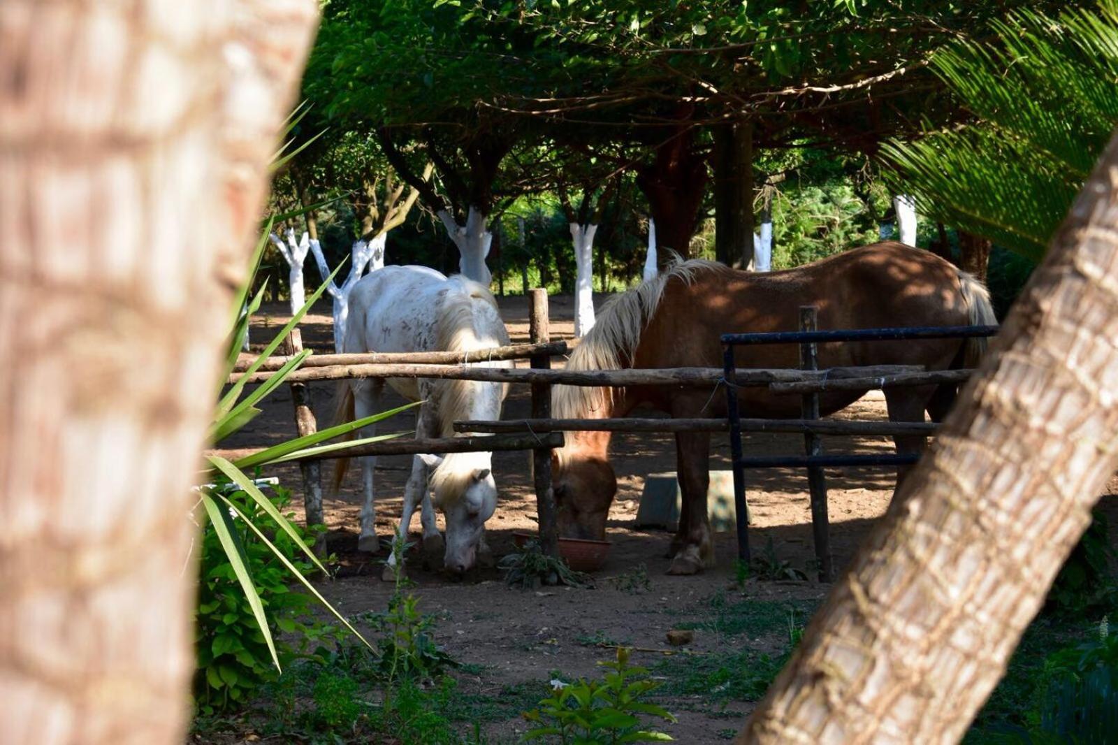 Decri resort, photo 121