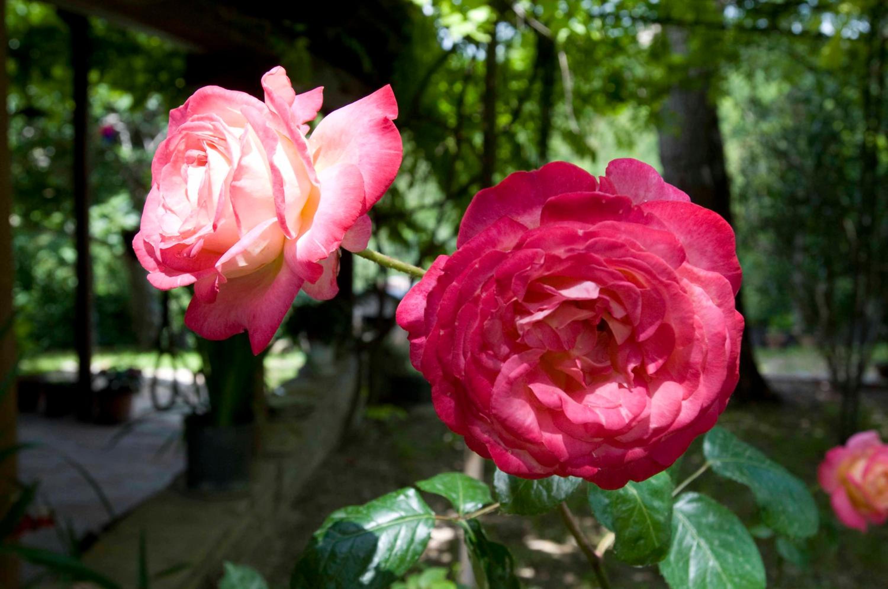 Photo 26