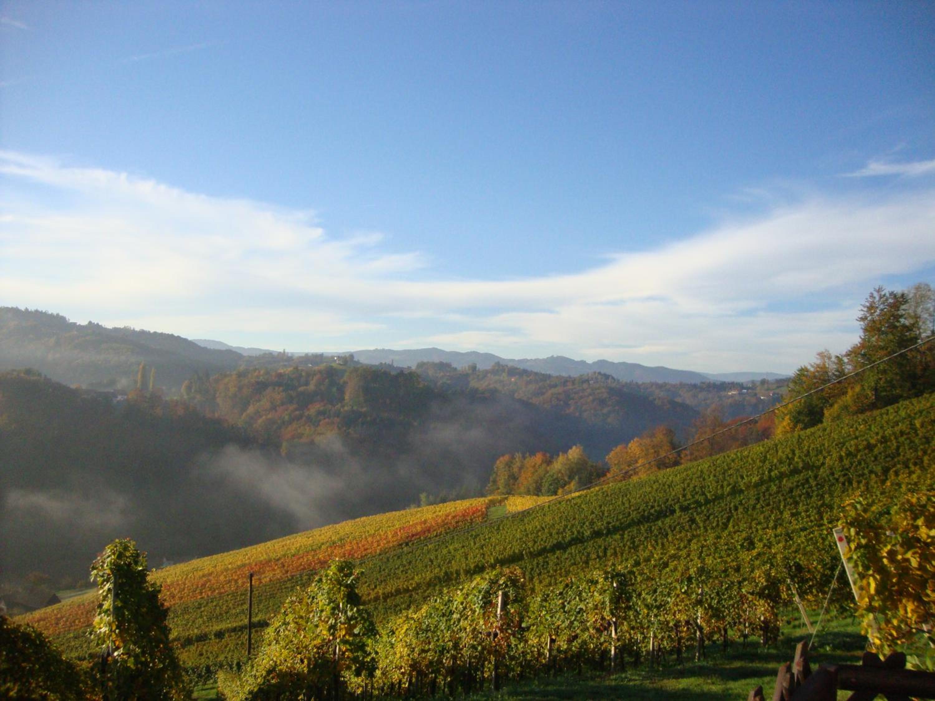 Ferienhaus Weingut Bauer