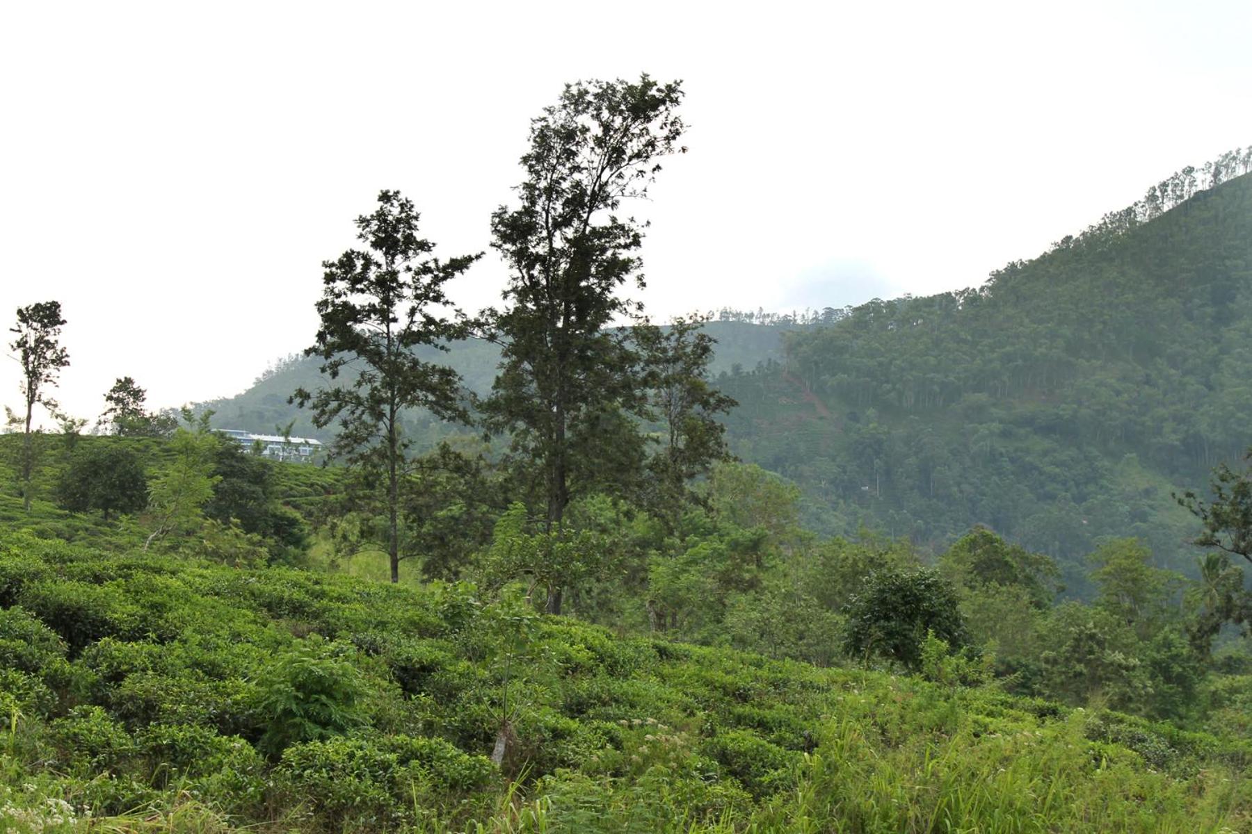SEENBEST Ella view 5