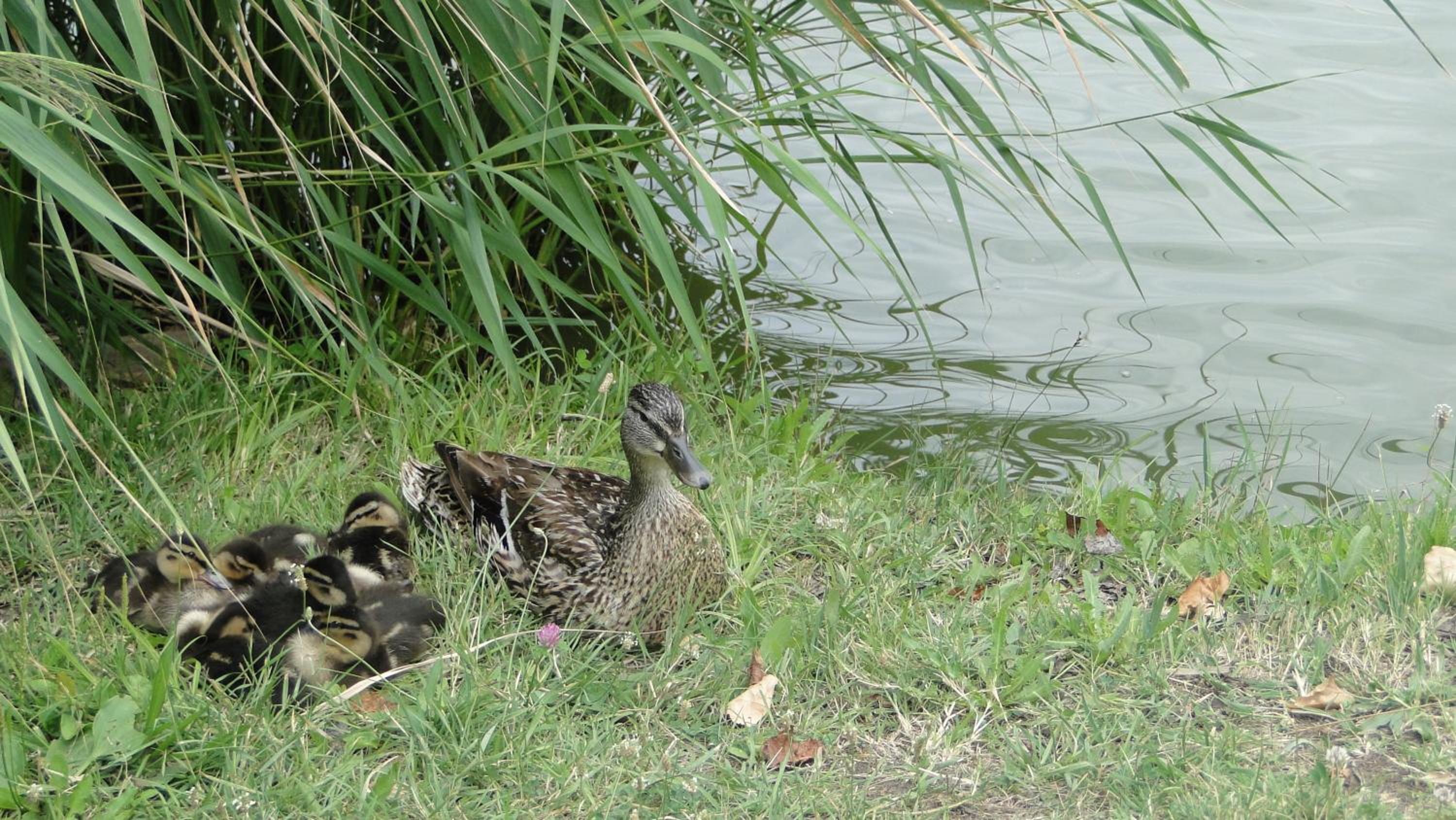 Photo 52