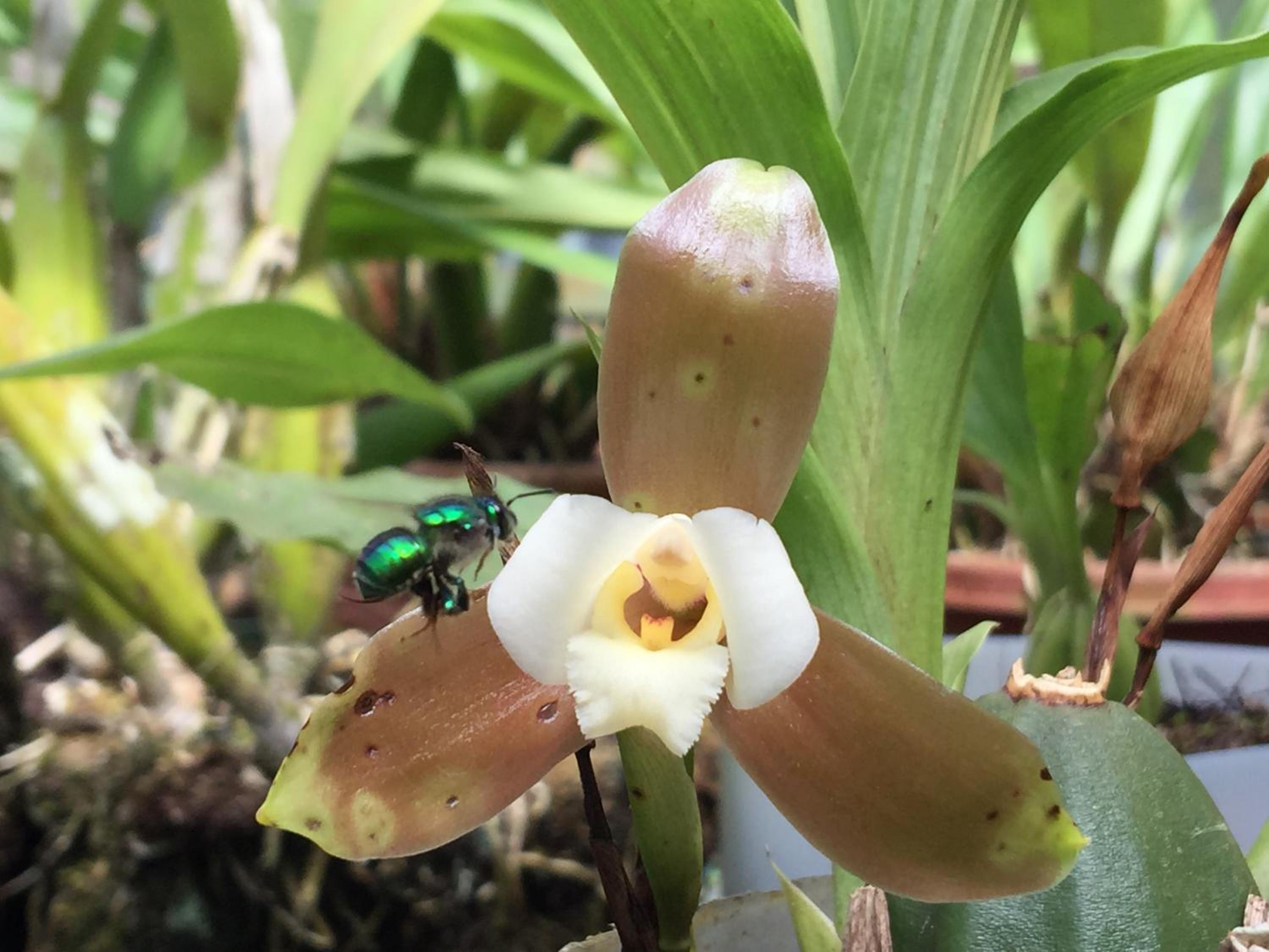 Cabañas Armonía y Jardín de Orquídeas