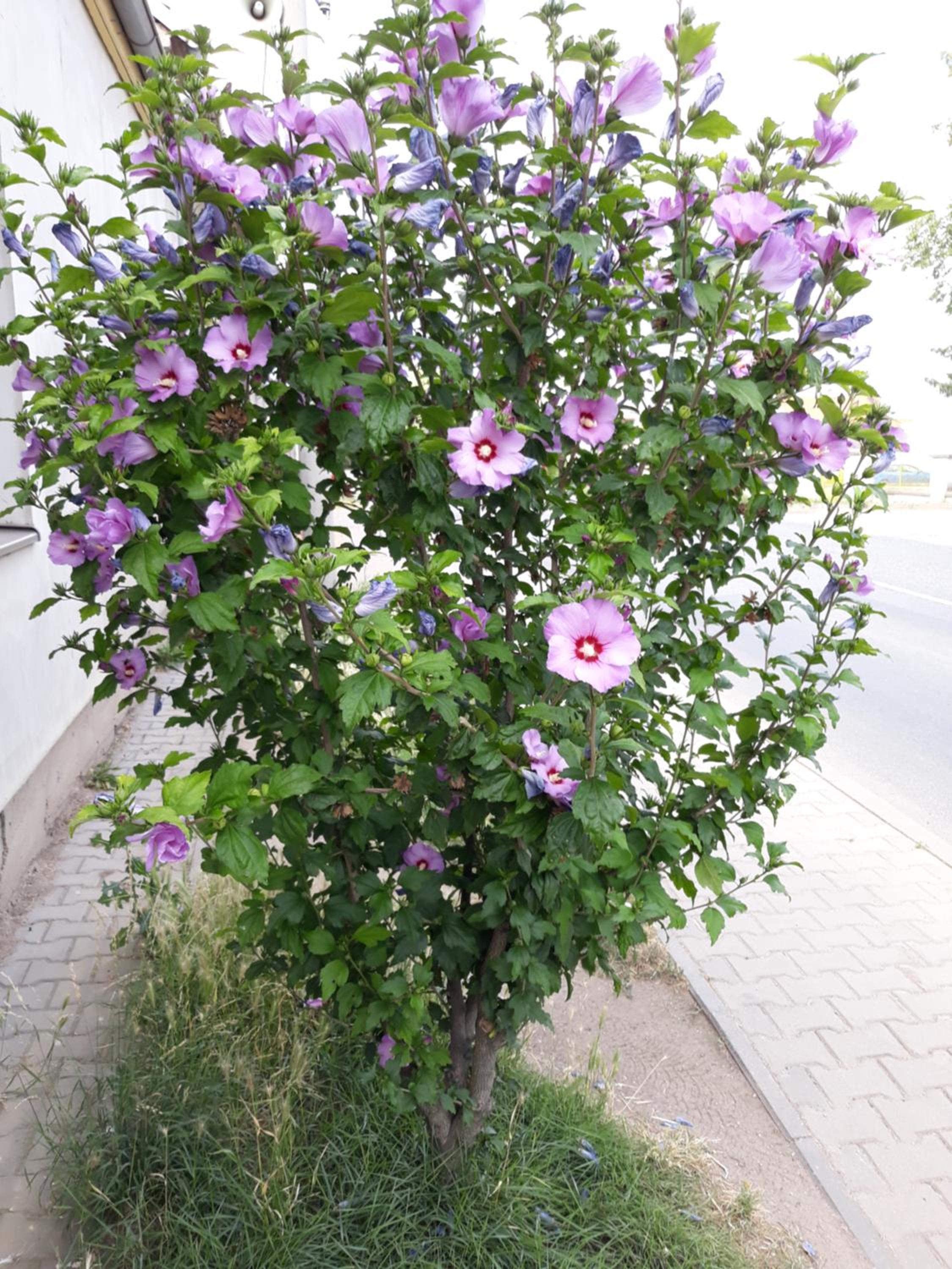 Berunka