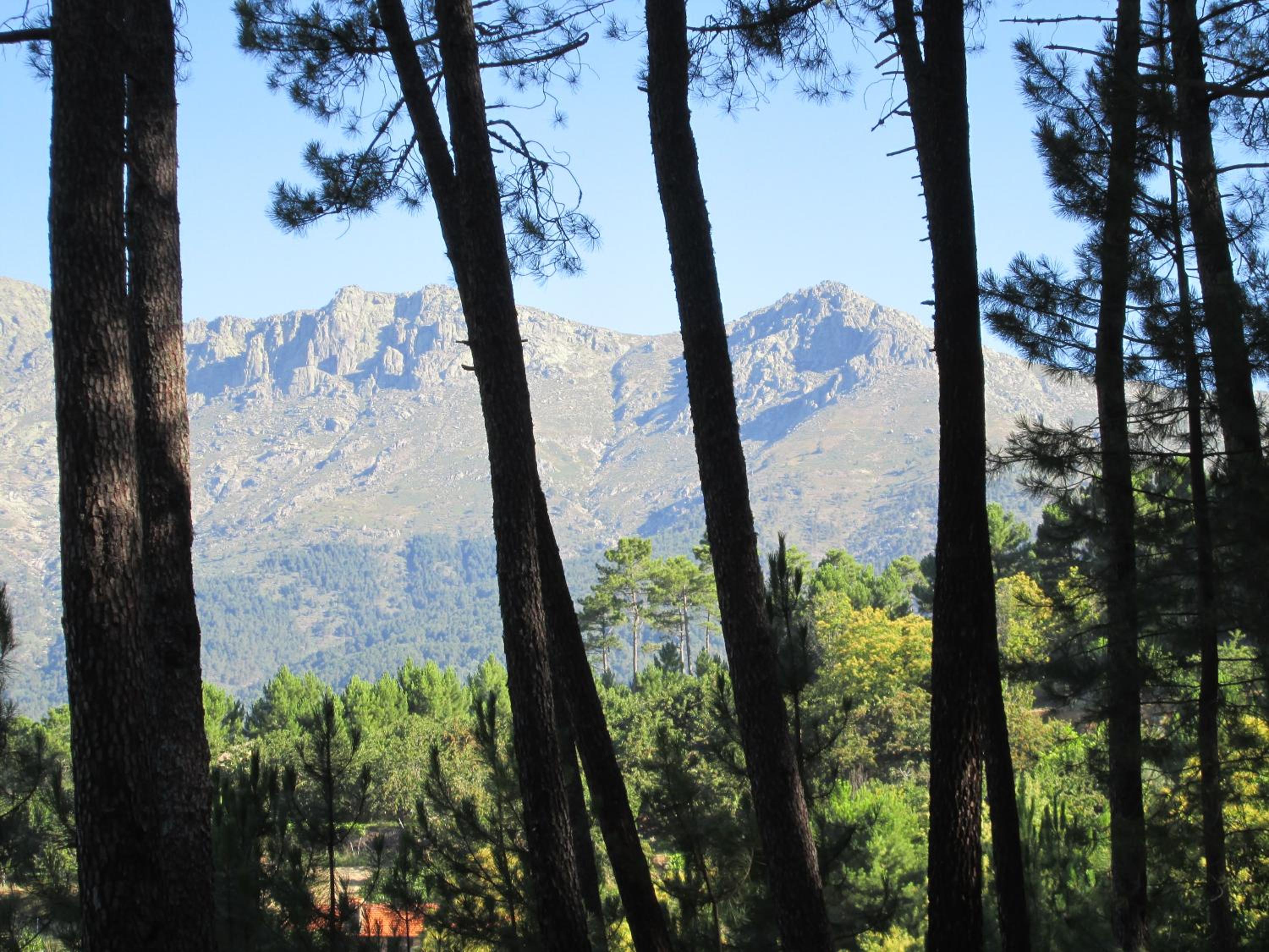 La Salamandra