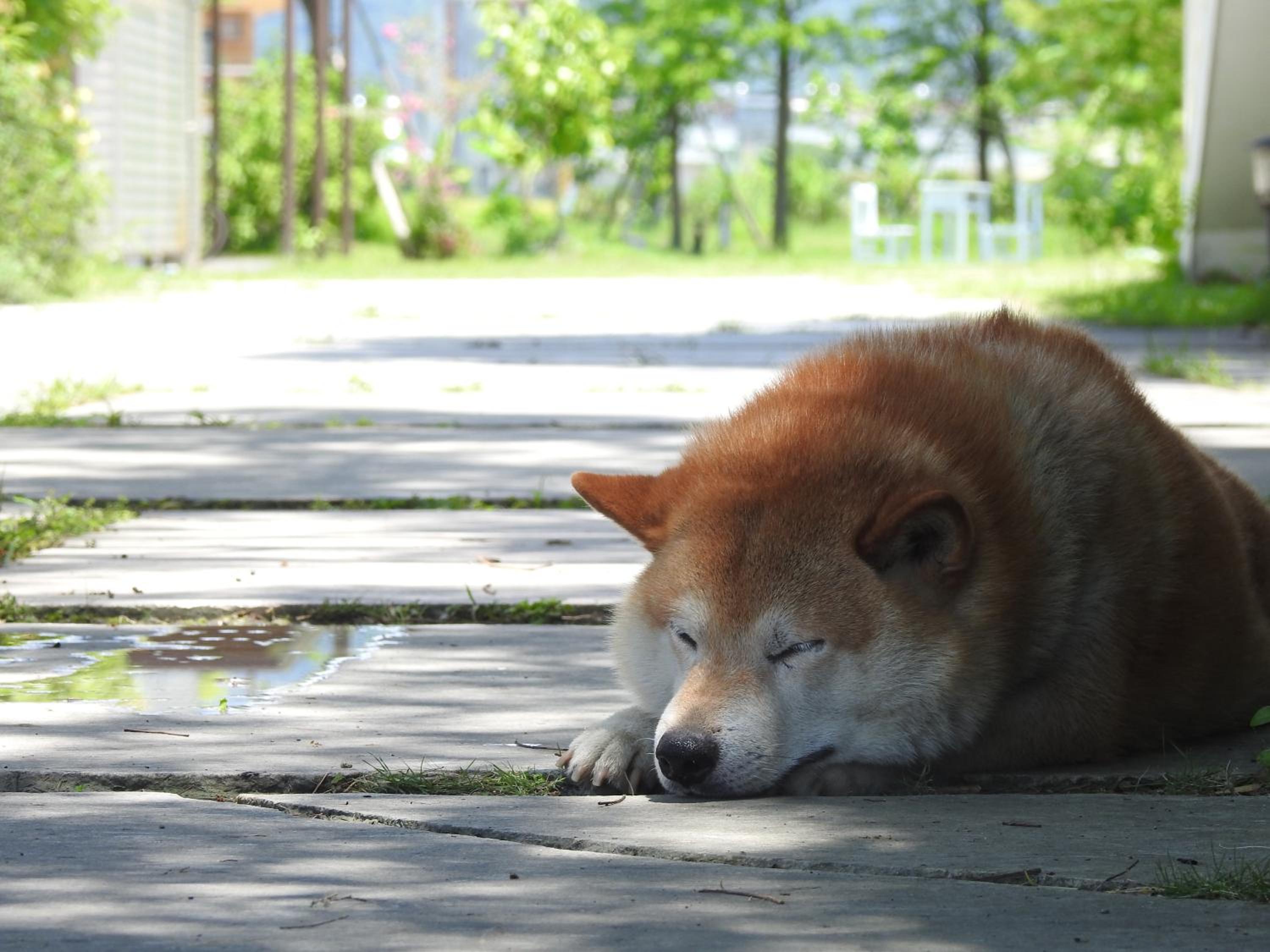 Photo 37
