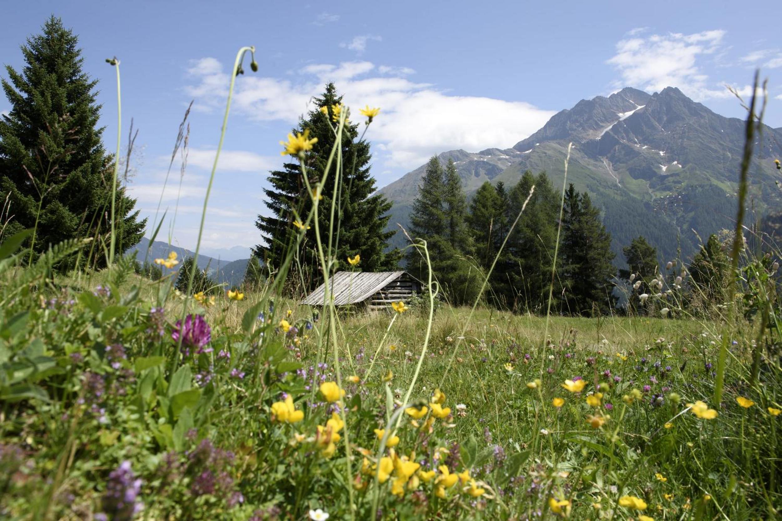 Pension der Steinbock - das 300 Jahre alte Bauernhaus - TIROL