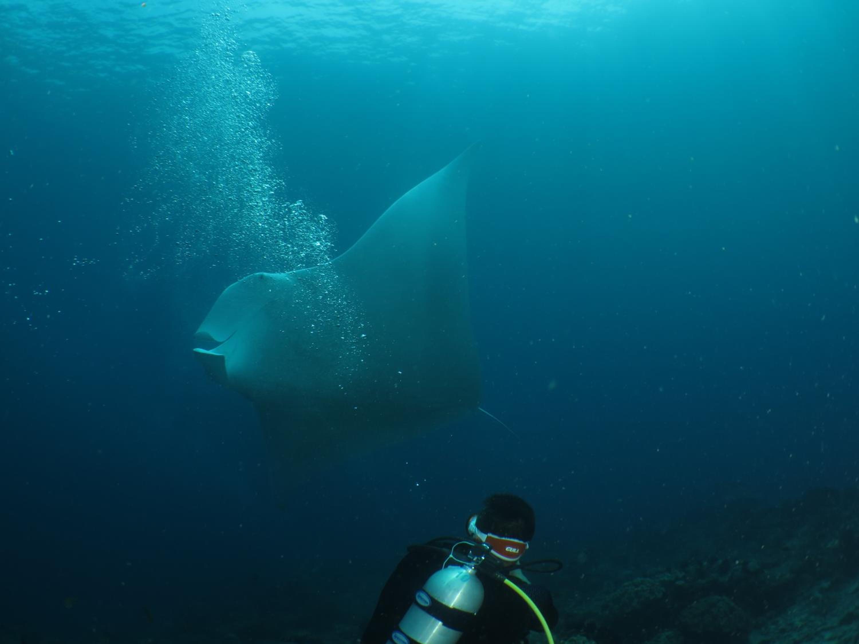 Hamueco Dive Resort Raja Ampat