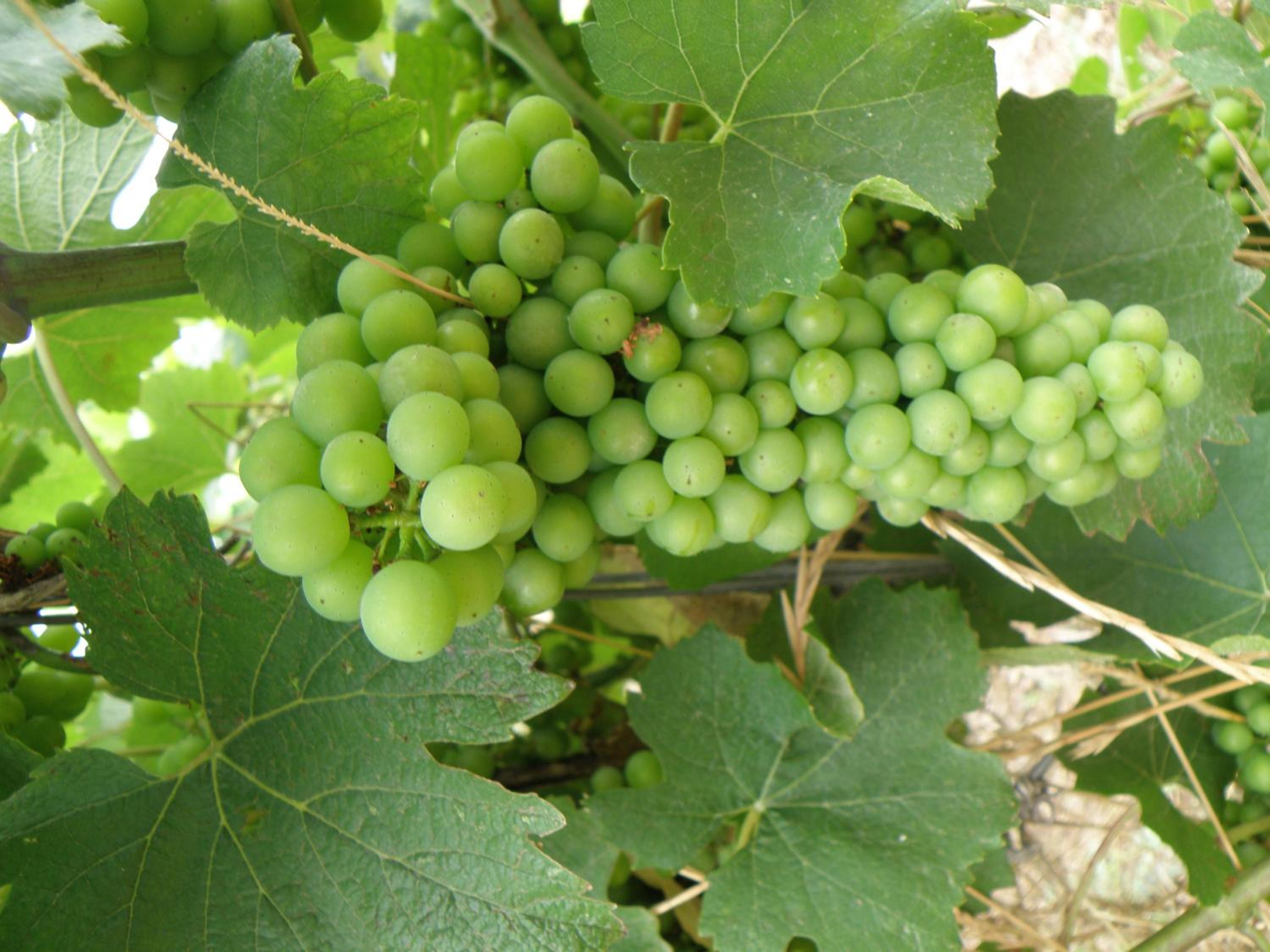 Domaine de l'Aumone